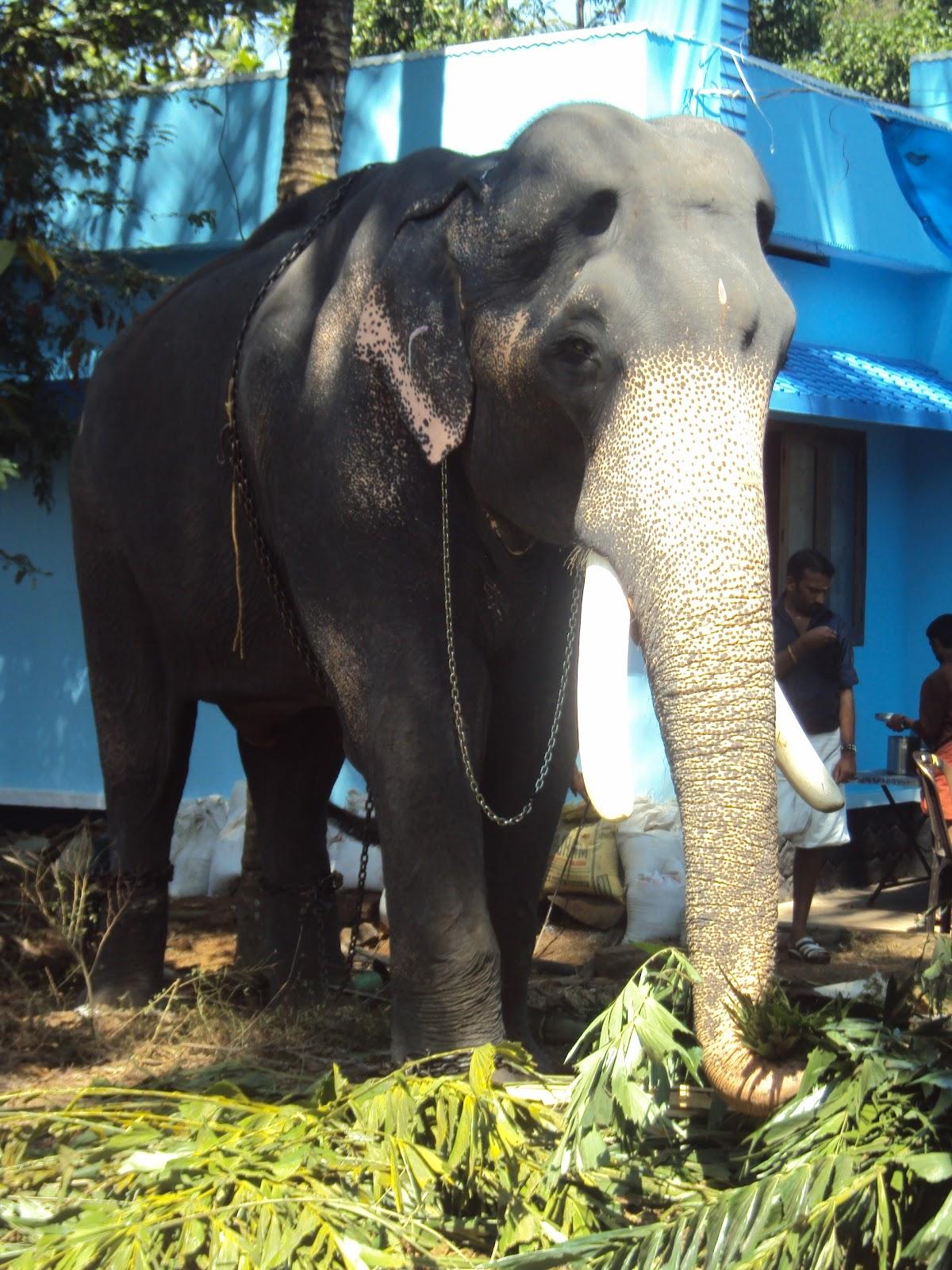 1200x1600 Karnan Wallpaper Karnan Intemple Elephant