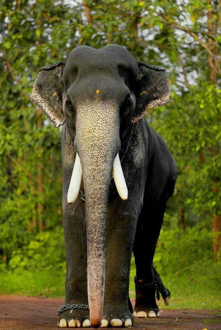 750x1120 Kerala's celebrity tusker Mangalamkunnu Karnan passes away with his head held high