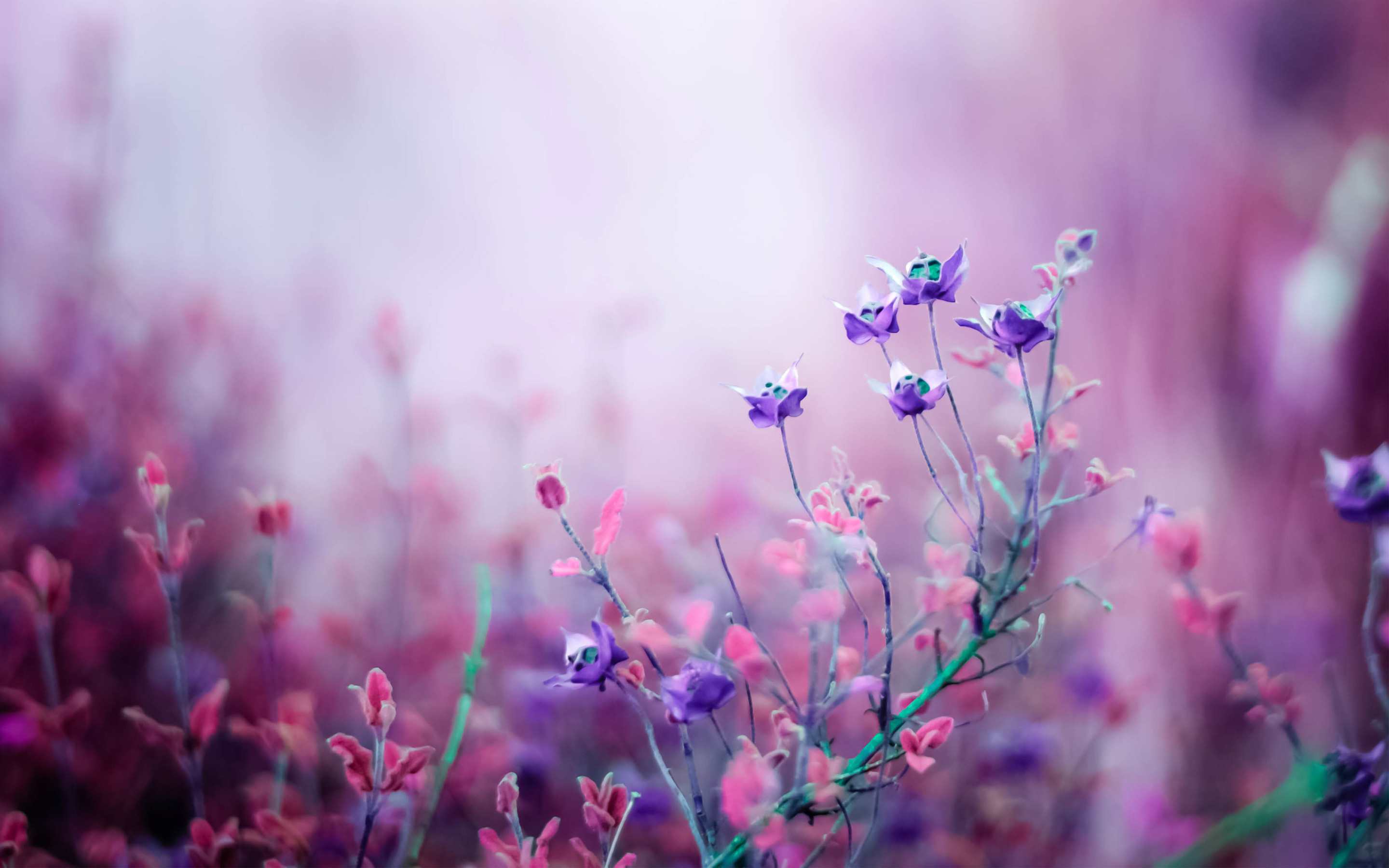 2880x1800 Wall Paper Of Flower
