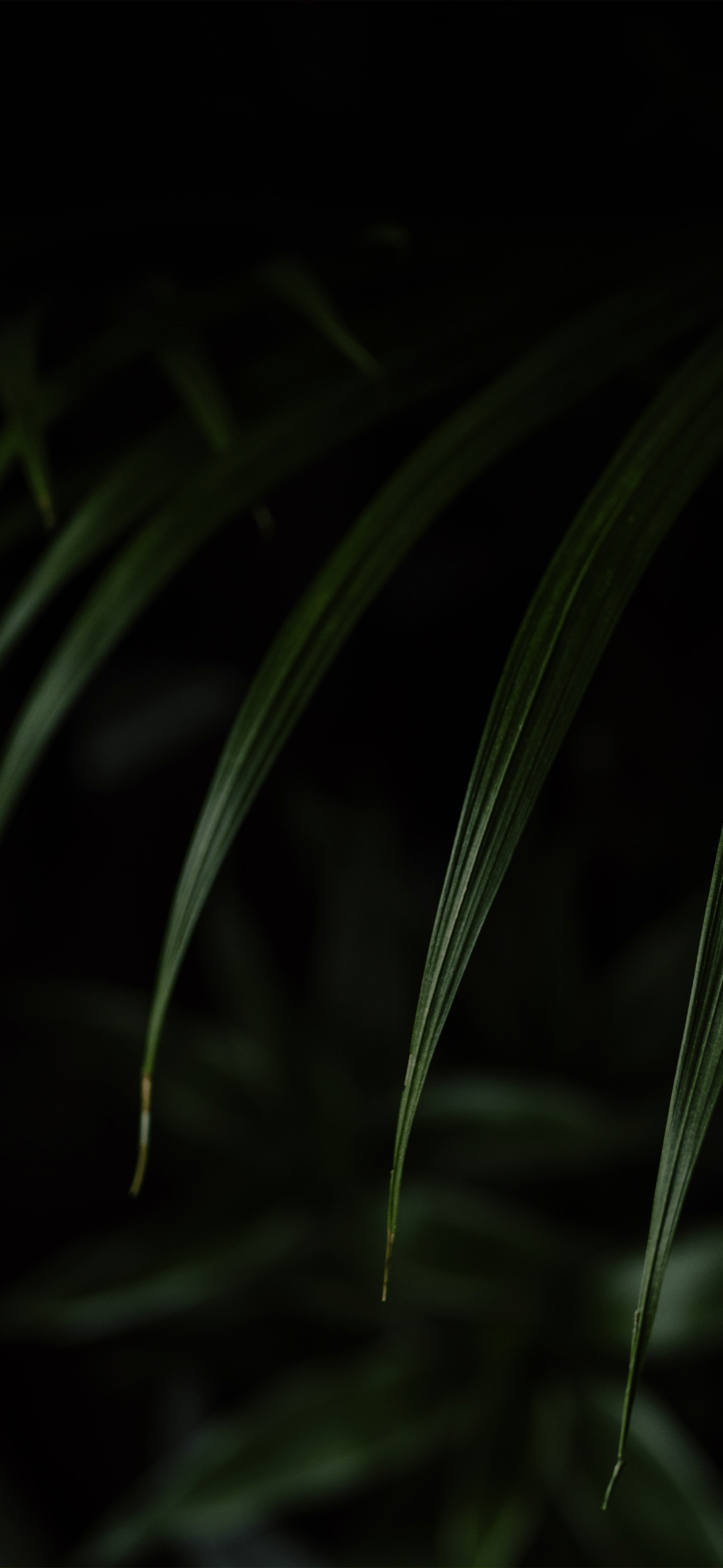 1179x2556 iPhone 14 Pro Dynamic Island Wallpaper iPhone 14 Pro Dynamic Island Wallpaper Download