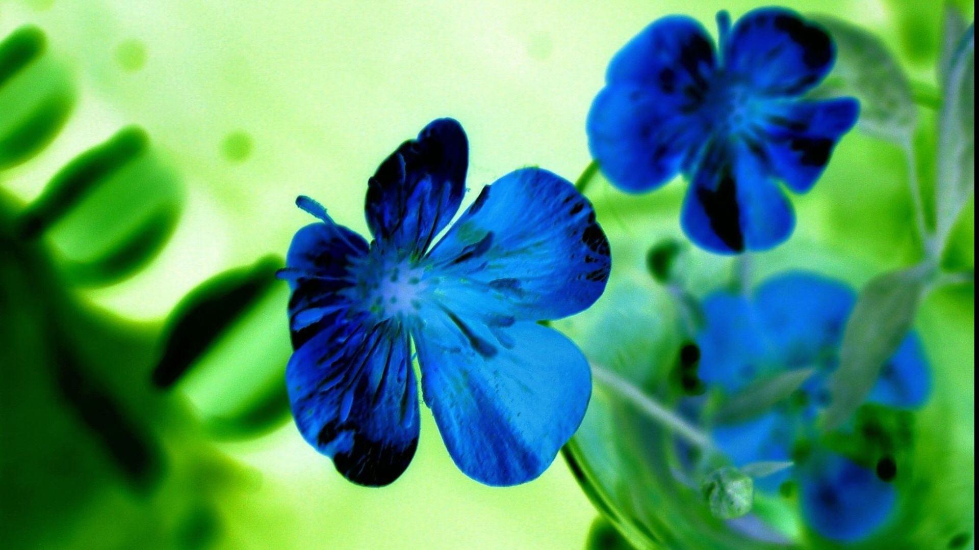 1920x1080 Beautiful Blue Flowers HD Desktop Wallpaper. HD Desktop Wallpaper