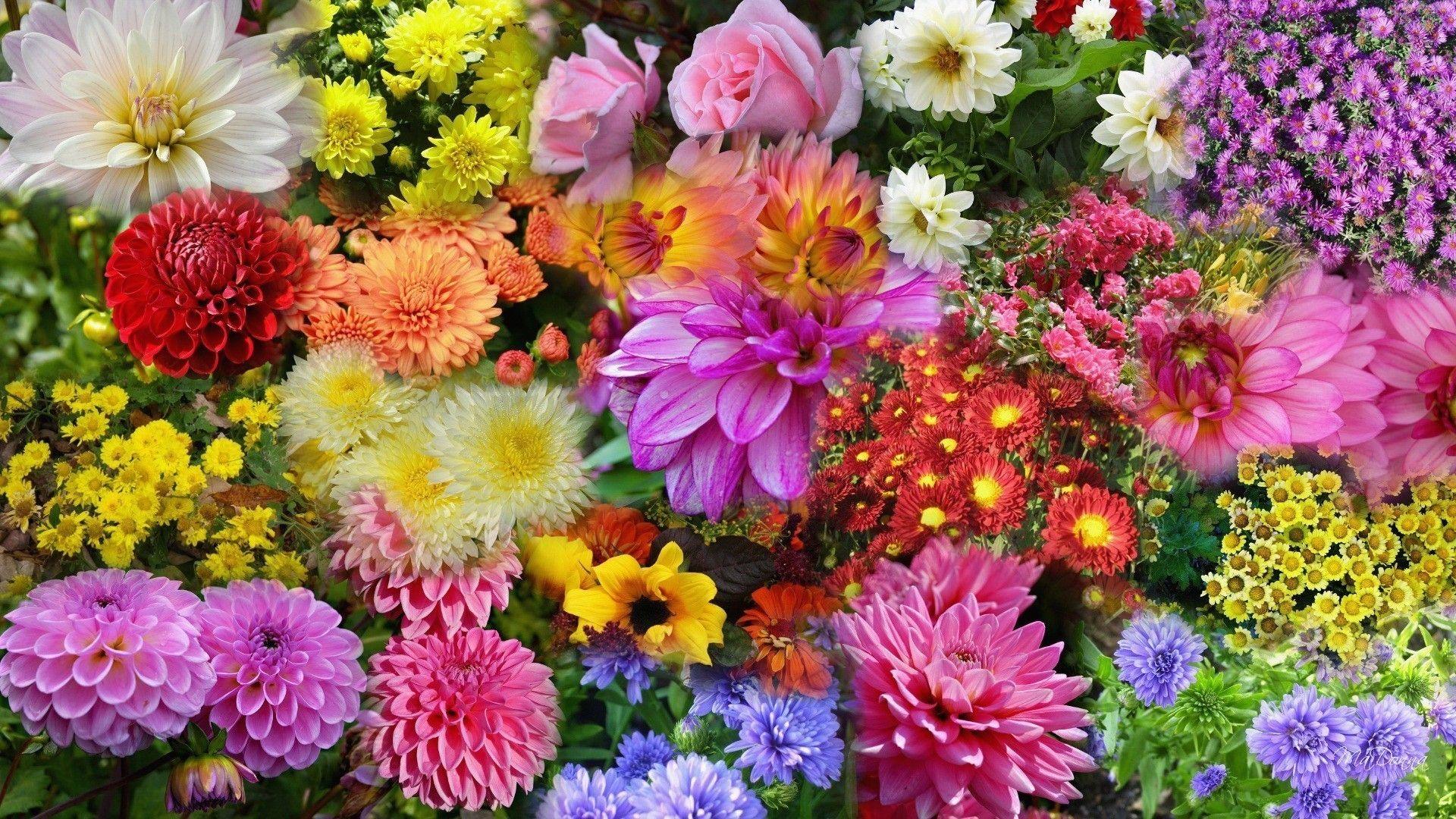 1920x1080 Lovely Flowers Chrysanthemum Pink Beautiful Flower Desktop