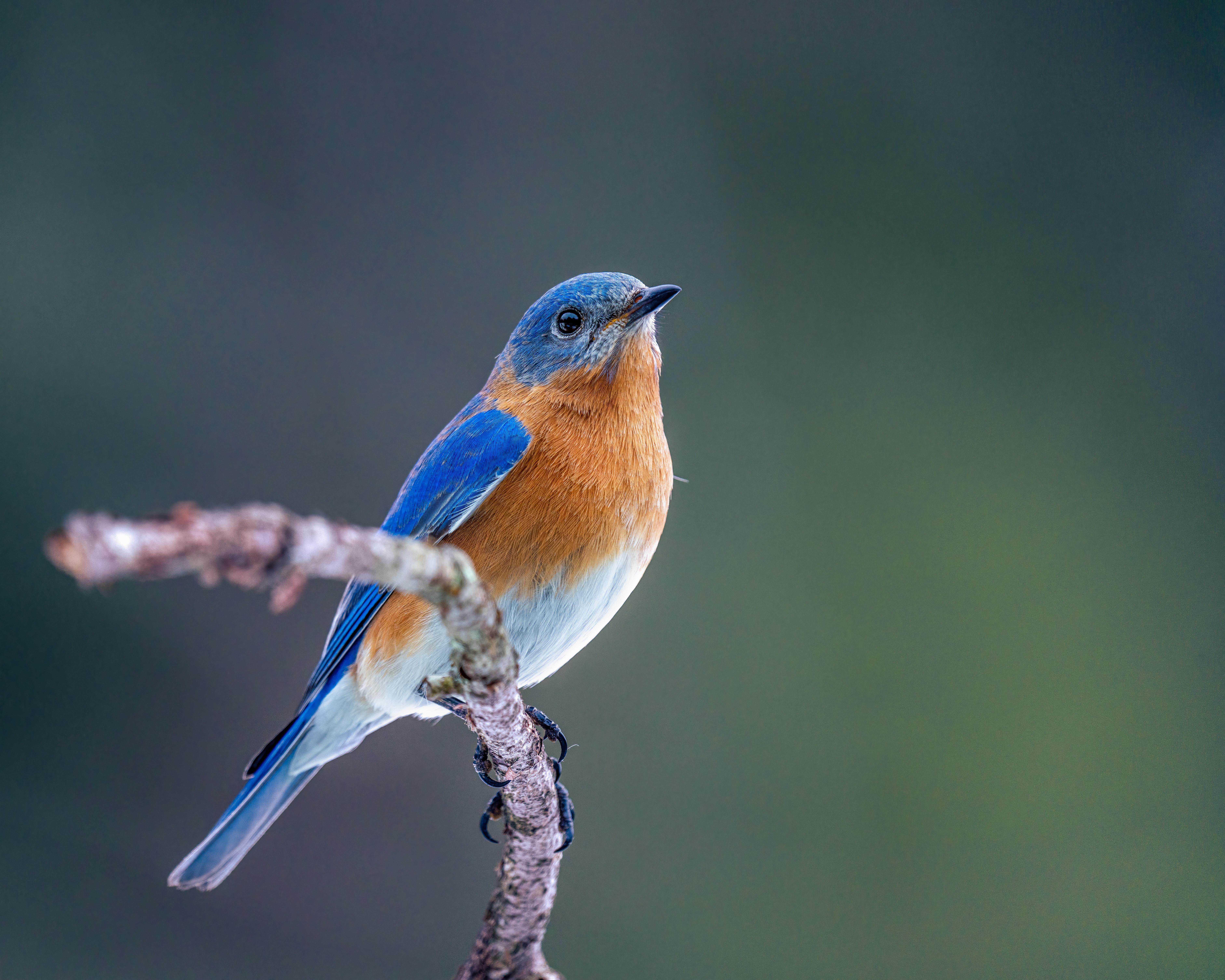 7531x6025 Eastern bluebird with colorful plumage sitting on twig · Free