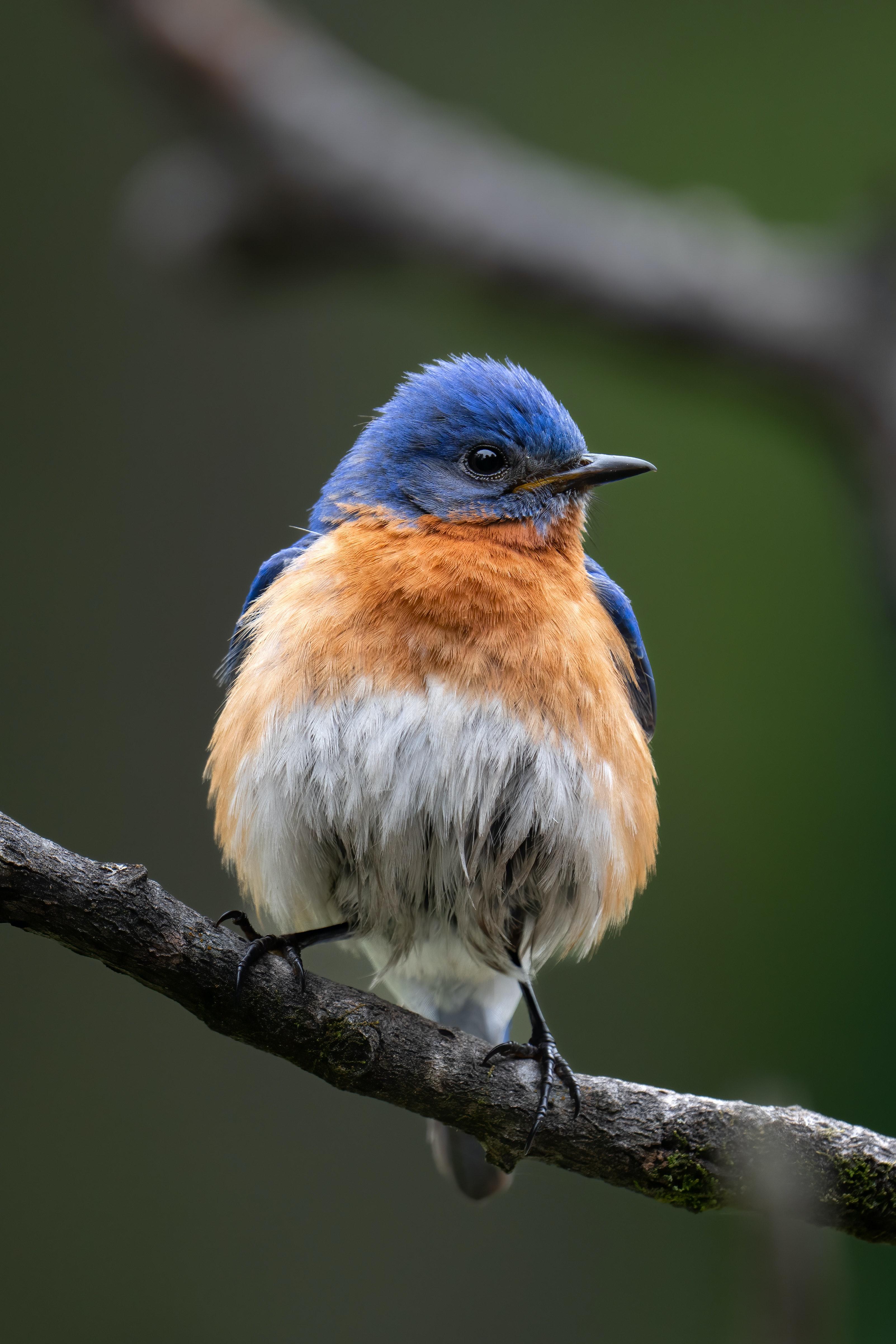 3205x4808 Eastern Bluebird Photo, Download Free Eastern Bluebird & HD Image