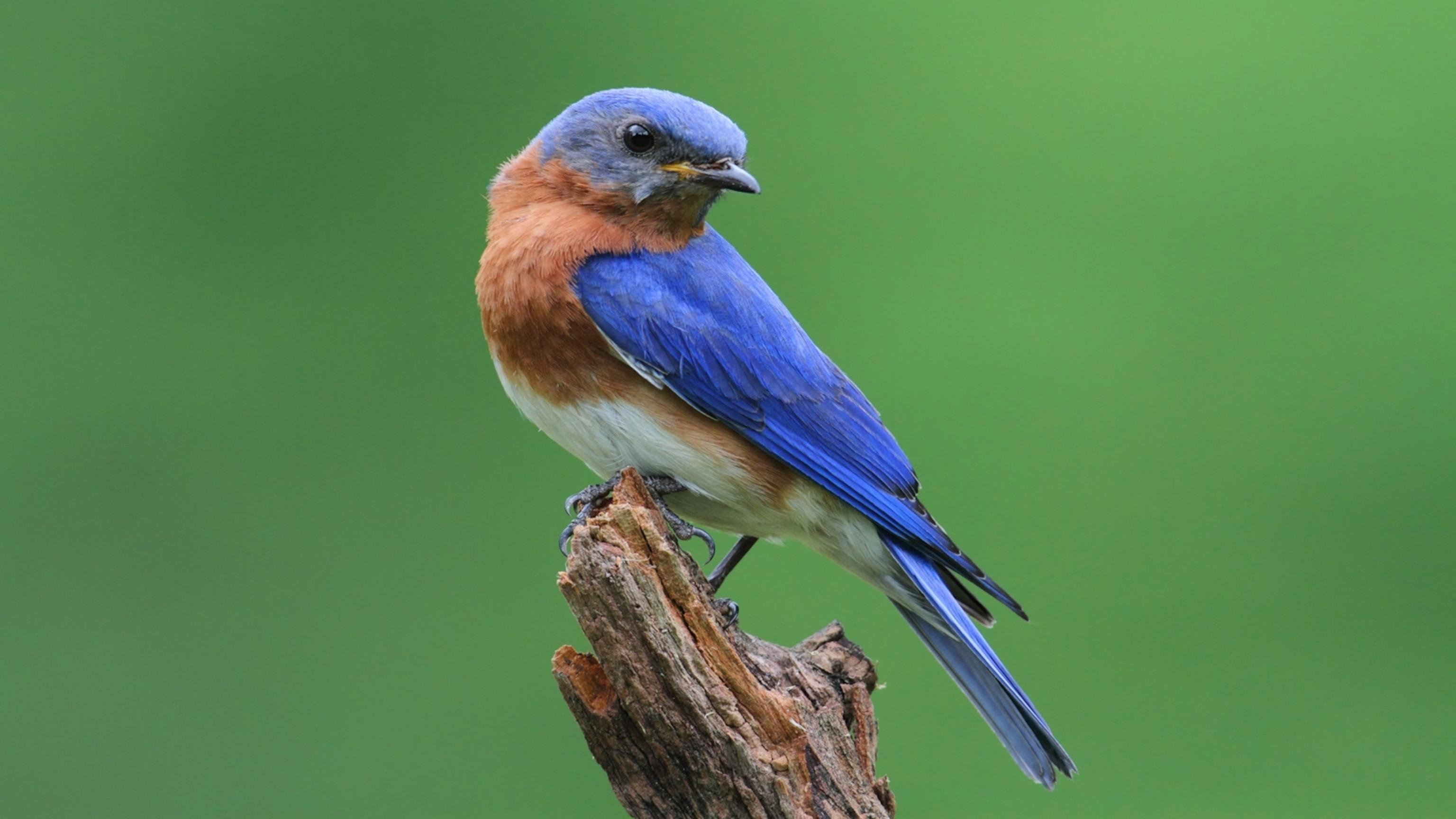 3072x1728 Eastern Bluebird