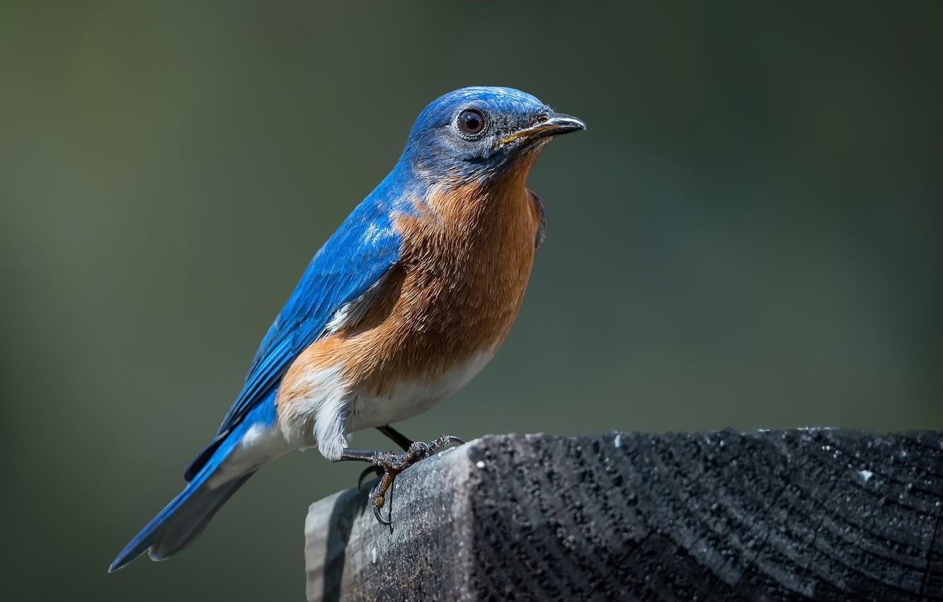 1332x850 Wallpaper nature, bird, Bluebird image for desktop, section животные