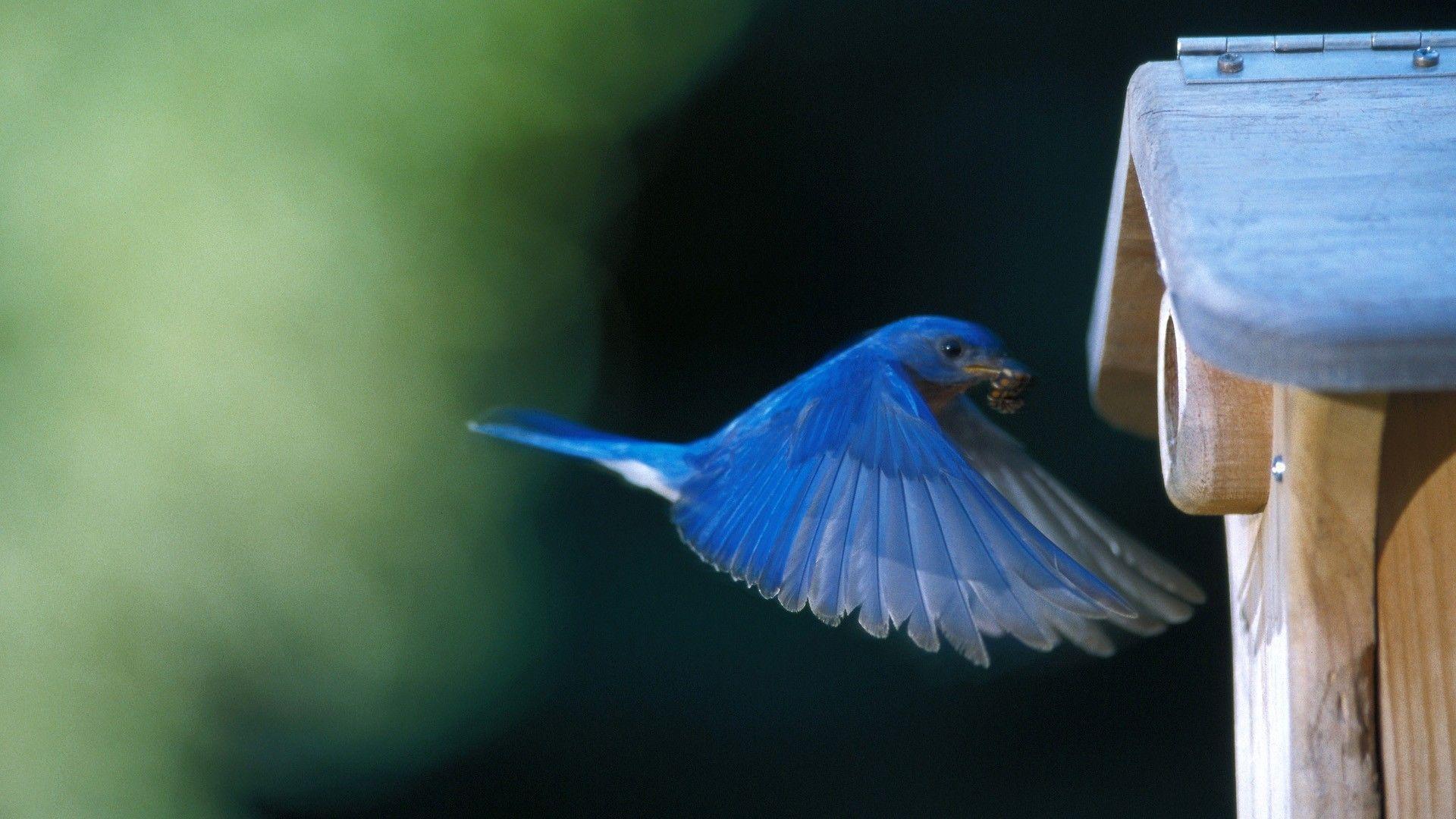 1920x1080 Bluebird Wallpaper
