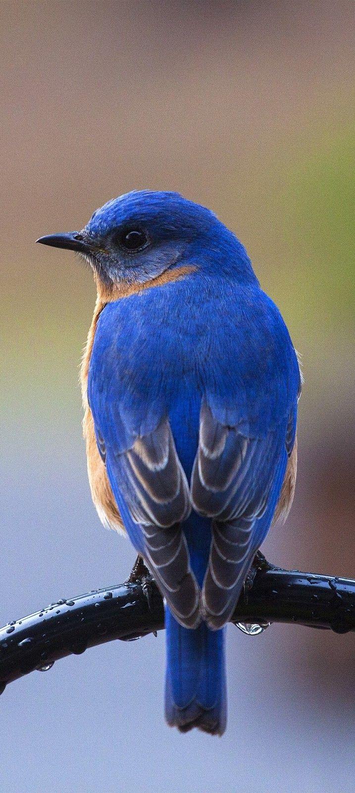 717x1600 About Wild Animals: Picture of a beautiful bluebird. Wild animals picture, Pretty birds, Beautiful birds