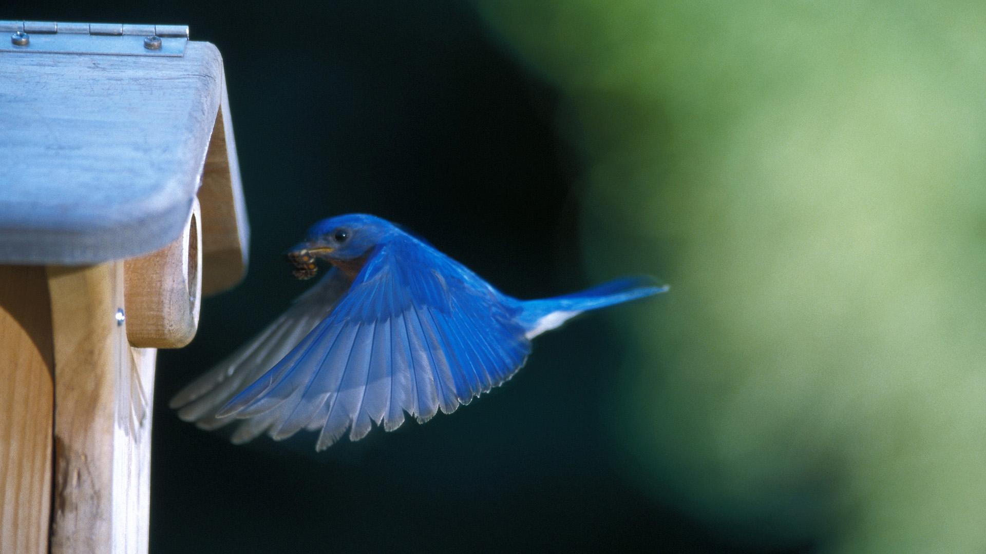 1920x1080 Flying Blue Bird HD wallpaper