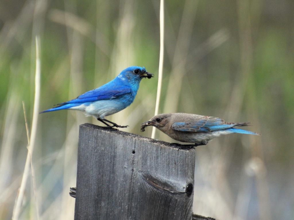1024x768 Bird Lore: Mountain Bluebird Edmonds News