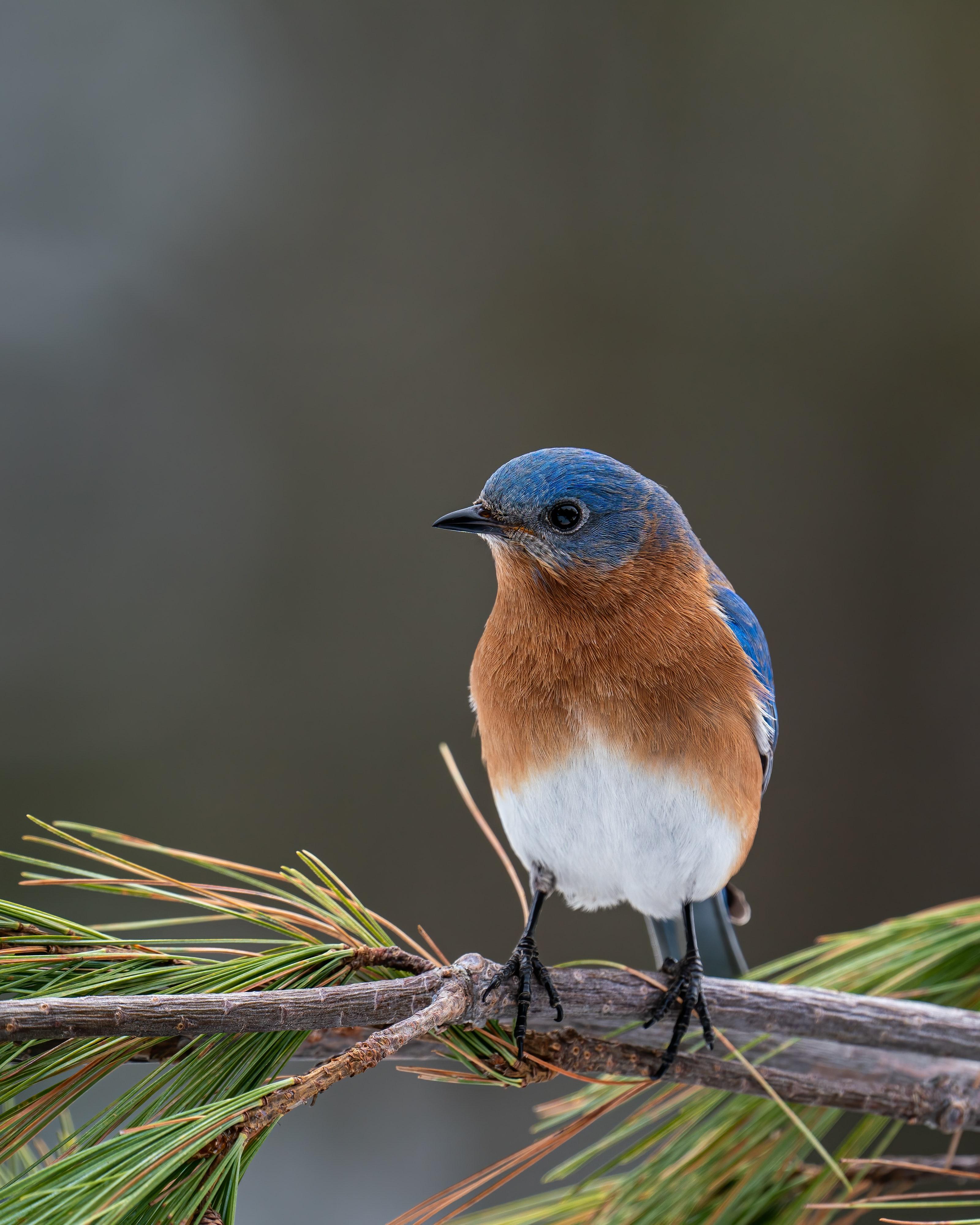 3200x4000 Eastern Bluebird Photo, Download Free Eastern Bluebird & HD Image