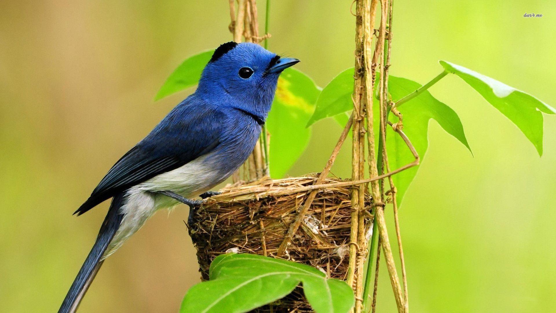 1920x1080 Bluebird Wallpaper