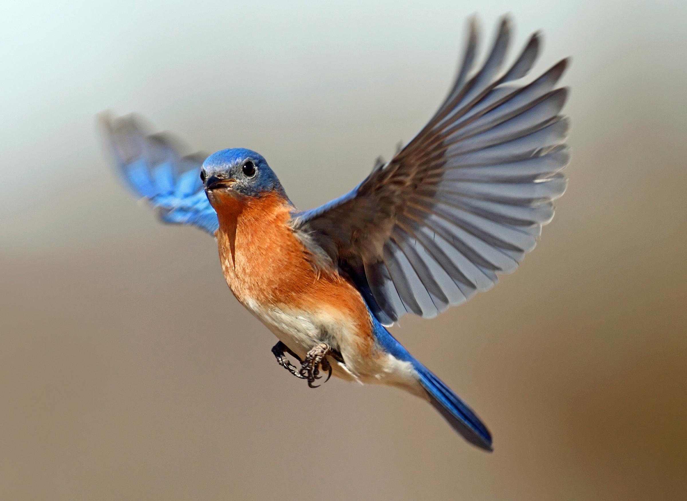 2400x1753 Bluebird Wallpaper Download