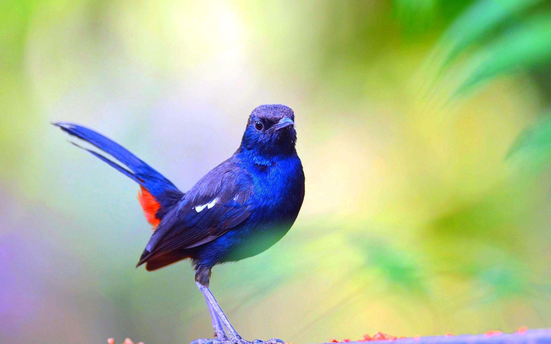 1920x1200 Bluebird Wallpaper