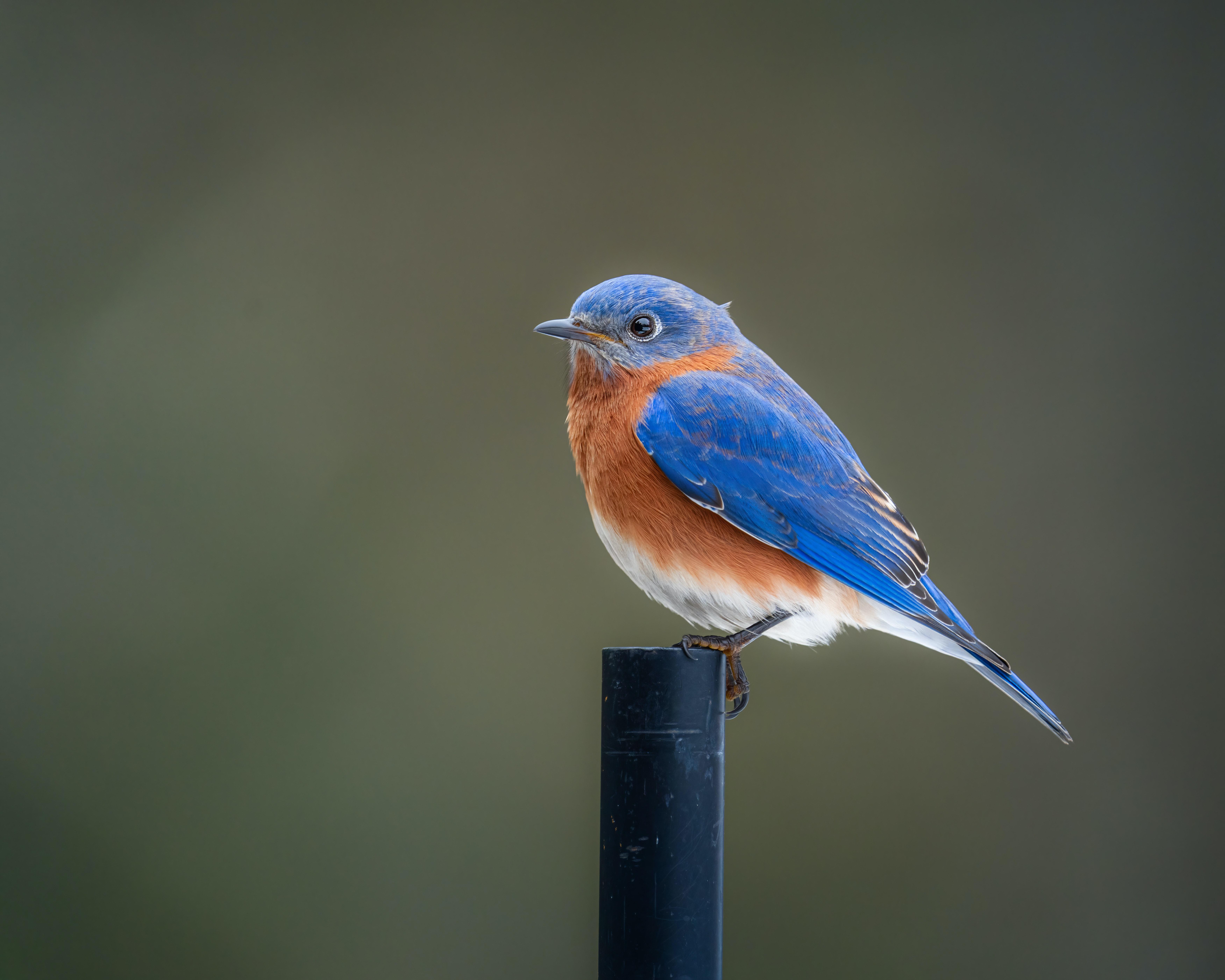 7005x5604 Eastern Bluebird Photo, Download Free Eastern Bluebird & HD Image