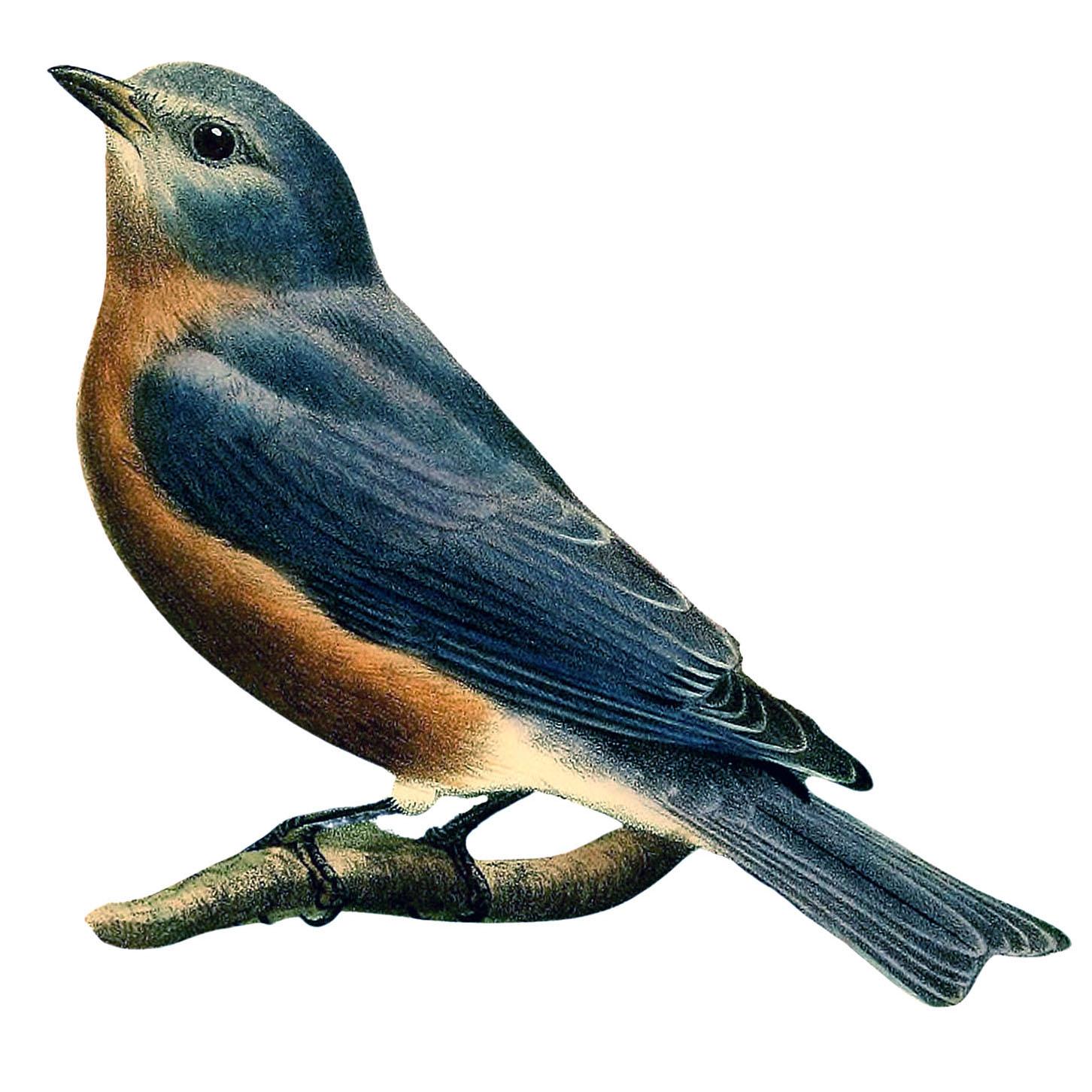 1452x1452 Bluebird Image (Gorgeous)! Graphics Fairy