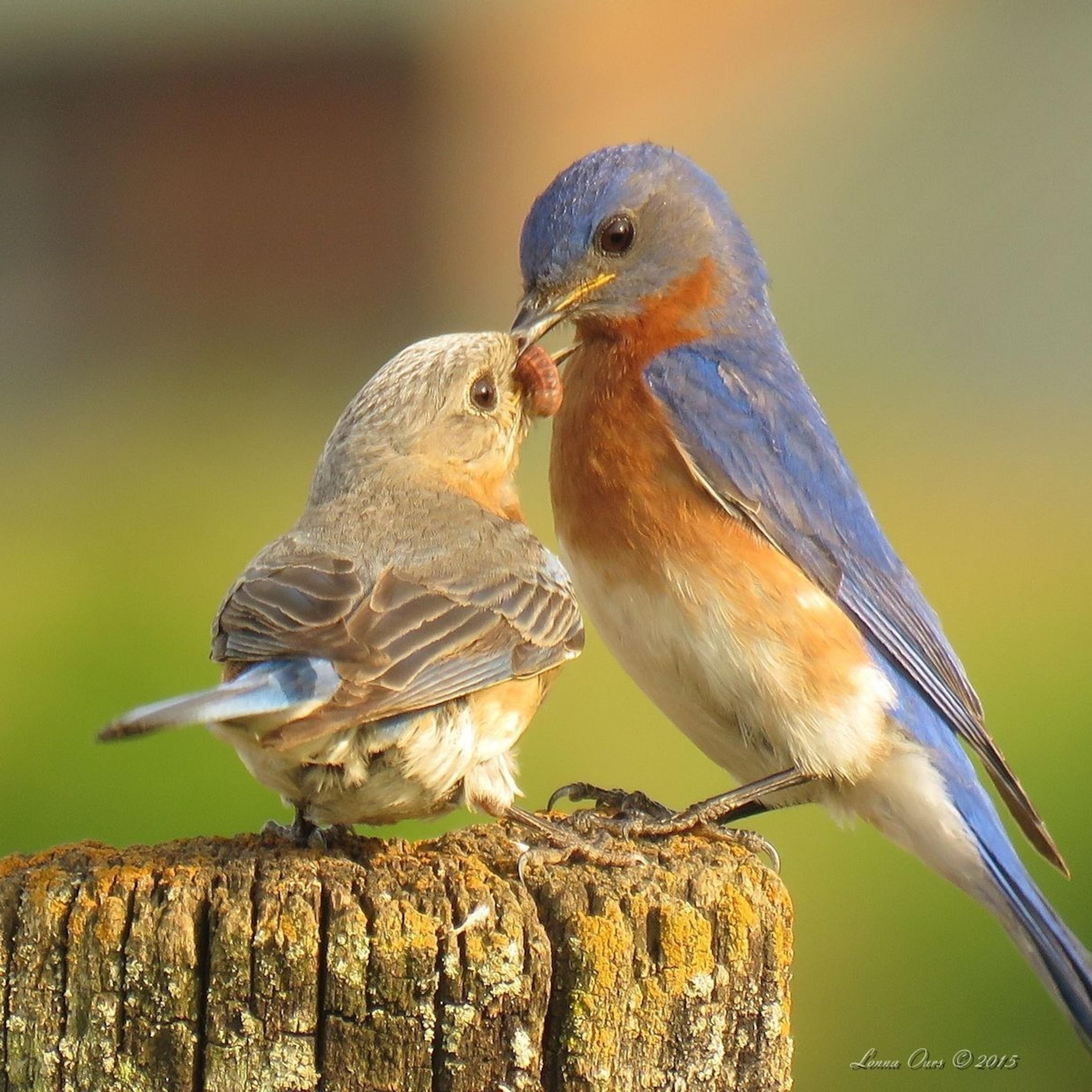 3072x3072 Bluebirds