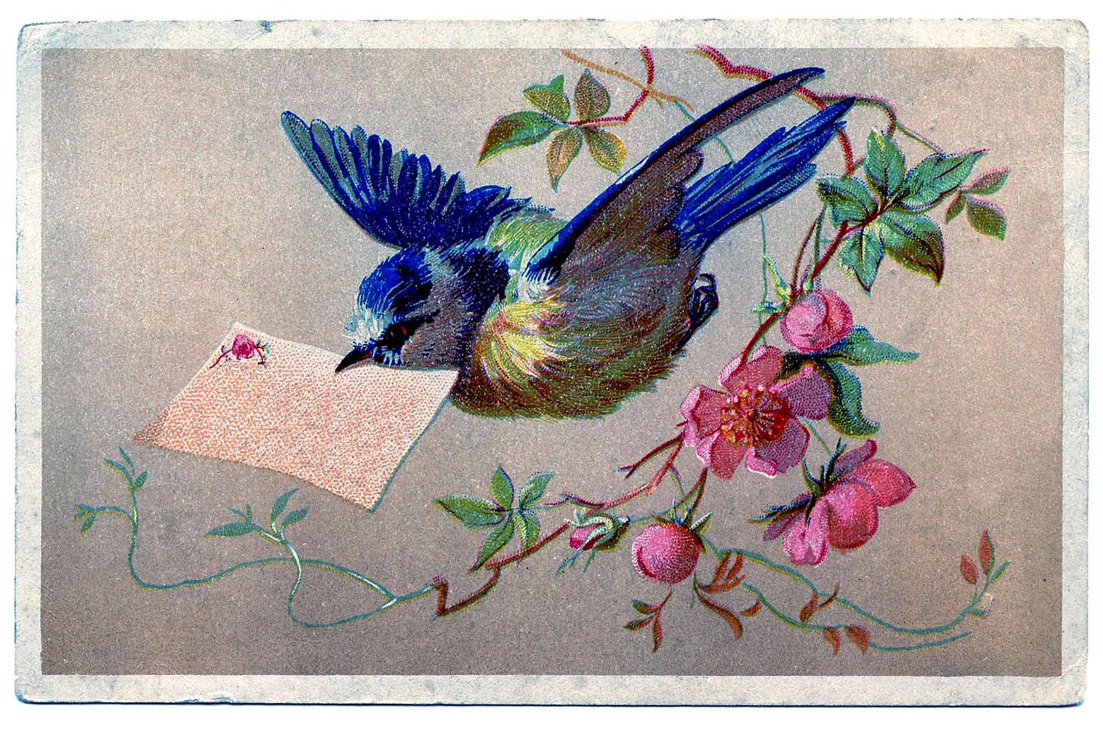 1558x1041 Bluebird Image (Gorgeous)! Graphics Fairy