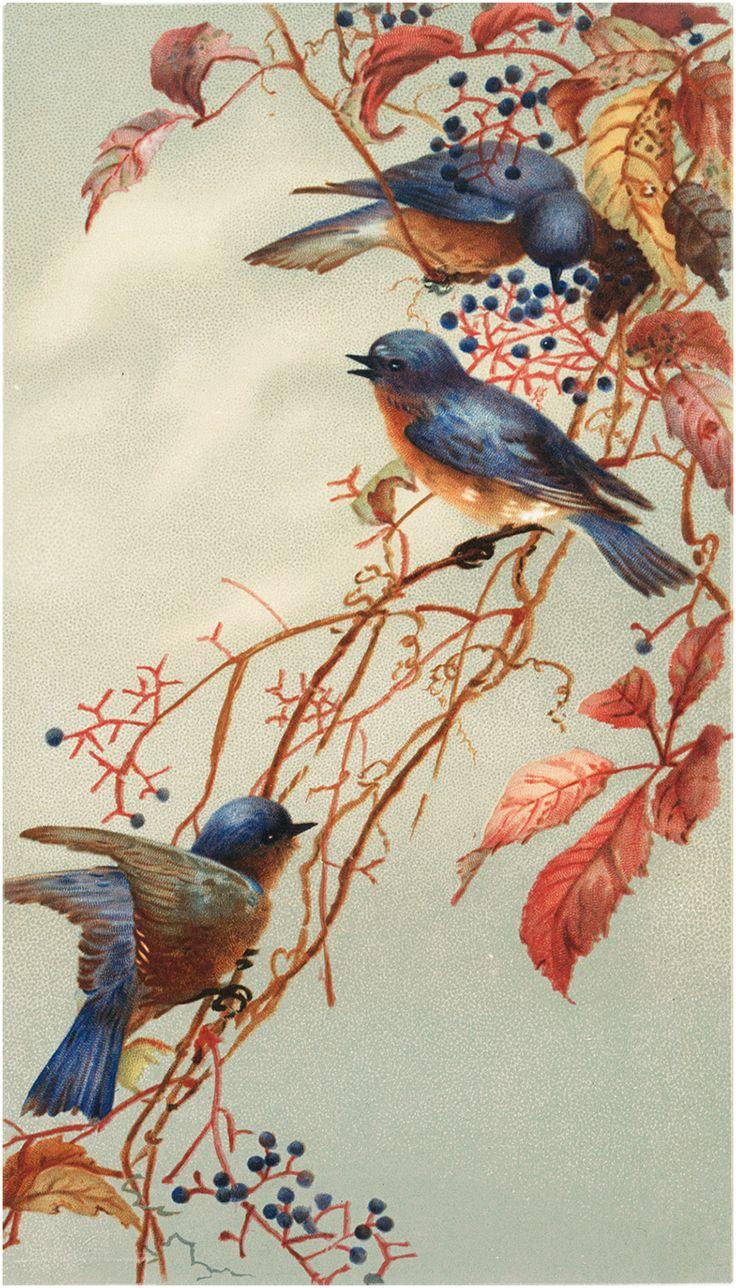 736x1288 Bluebird Image (Gorgeous)!. Blue bird art, Graphics fairy, Blue bird