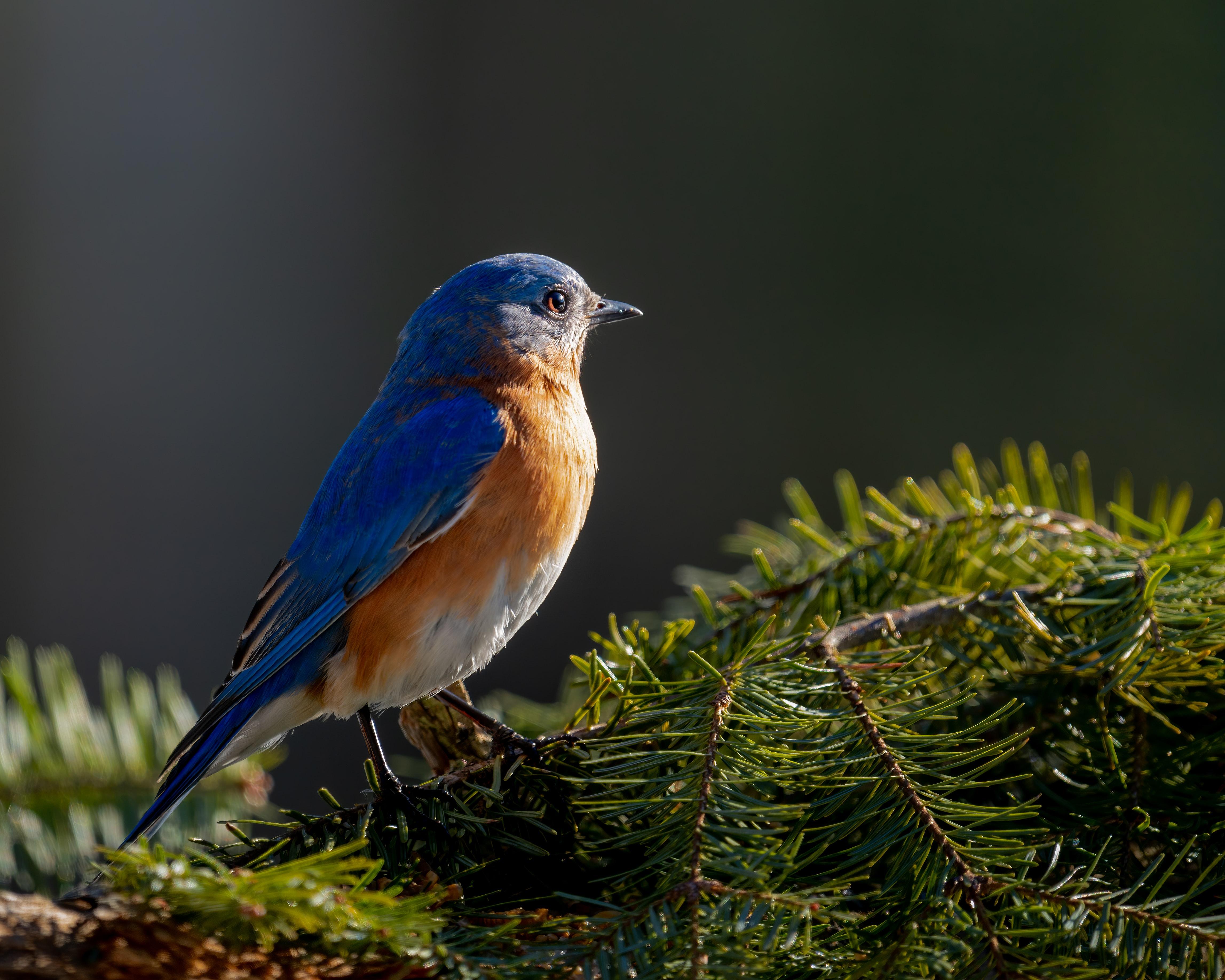 4590x3672 Bluebird Photo, Download Free Bluebird & HD Image