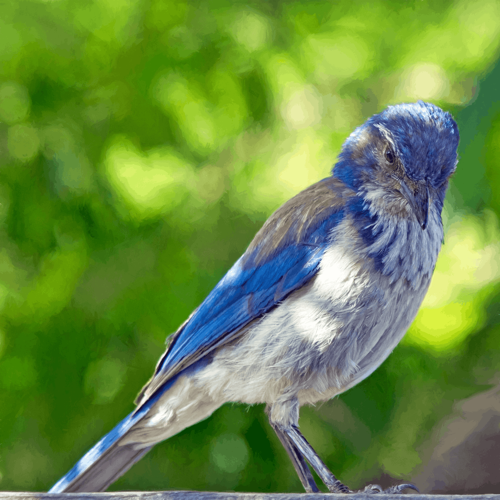 1000x1000 blue and gray bird photo