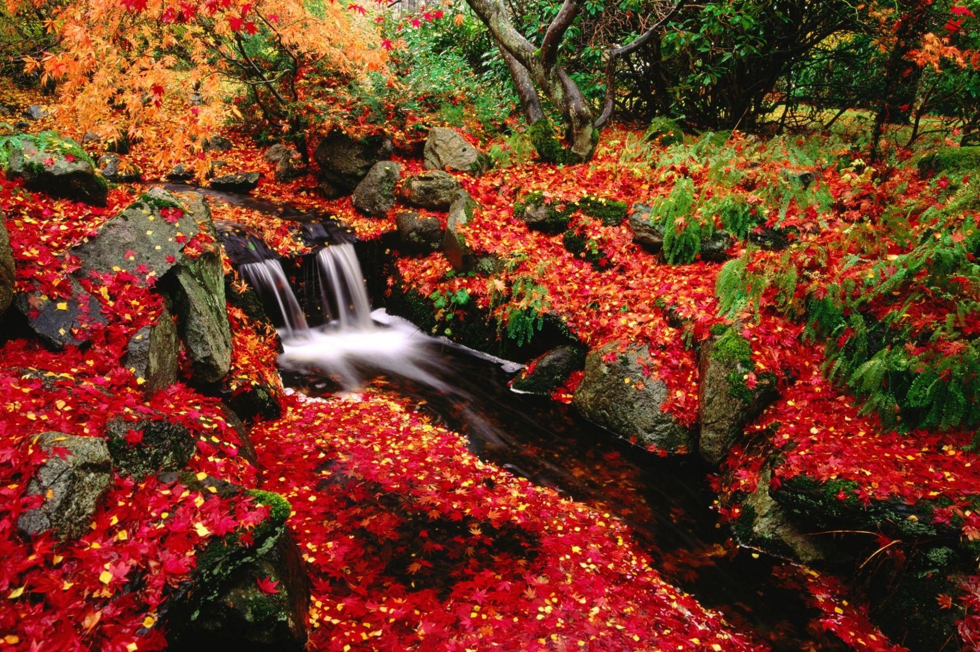 1920x1279 beautiful fall flowers wallpaper