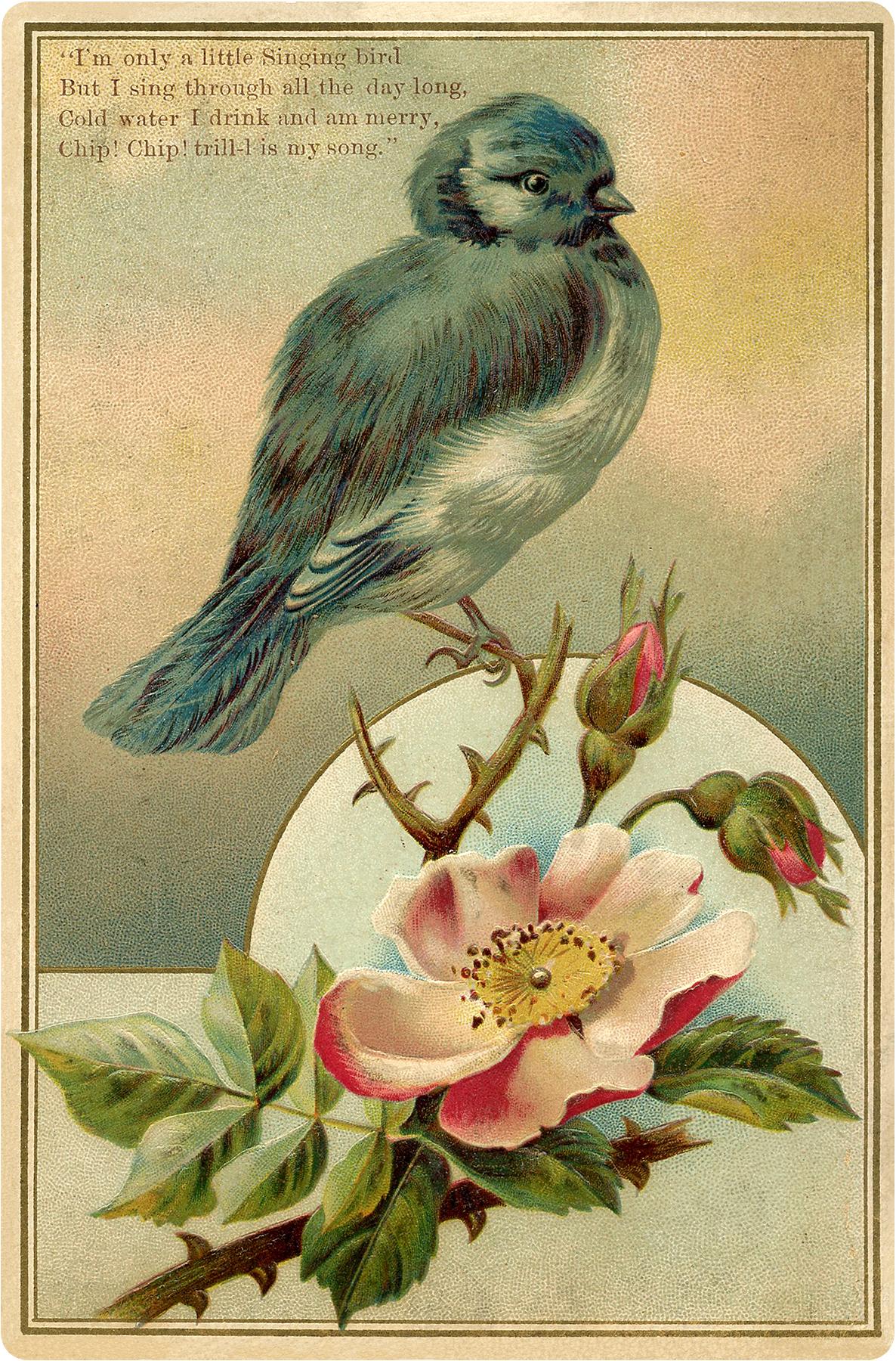 1186x1800 Bluebird Image (Gorgeous)! Graphics Fairy