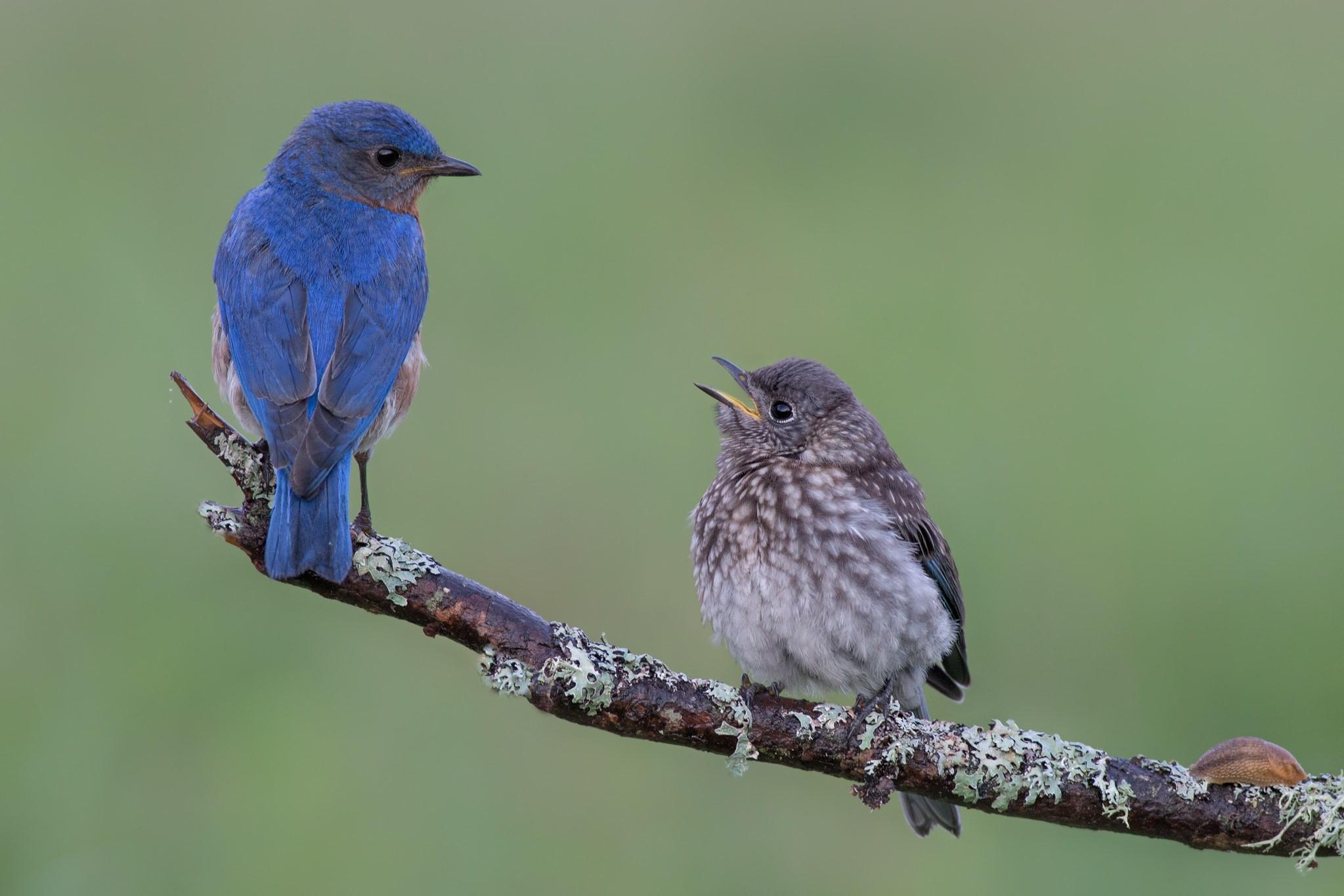 2047x1365 Bluebird, Birds, Two, Branches, Blue Gallery HD Wallpaper