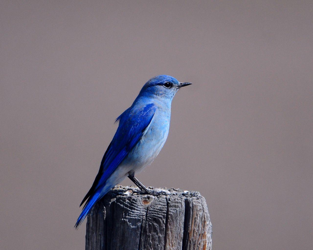 1280x1024 Download wallpaper 1280x1024 blue bird, color, bird, tree stump, sitting, wings standard 5:4 HD background