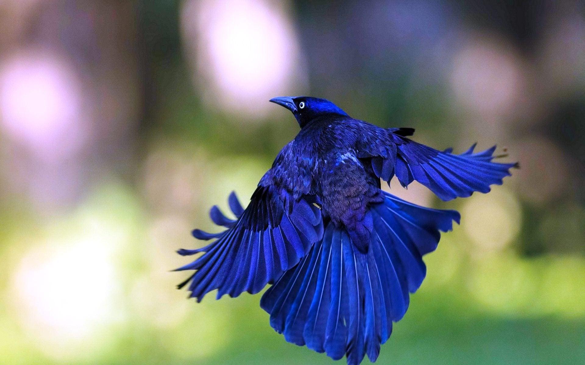 1920x1200 Gorgeous blue bird [1920×1200]