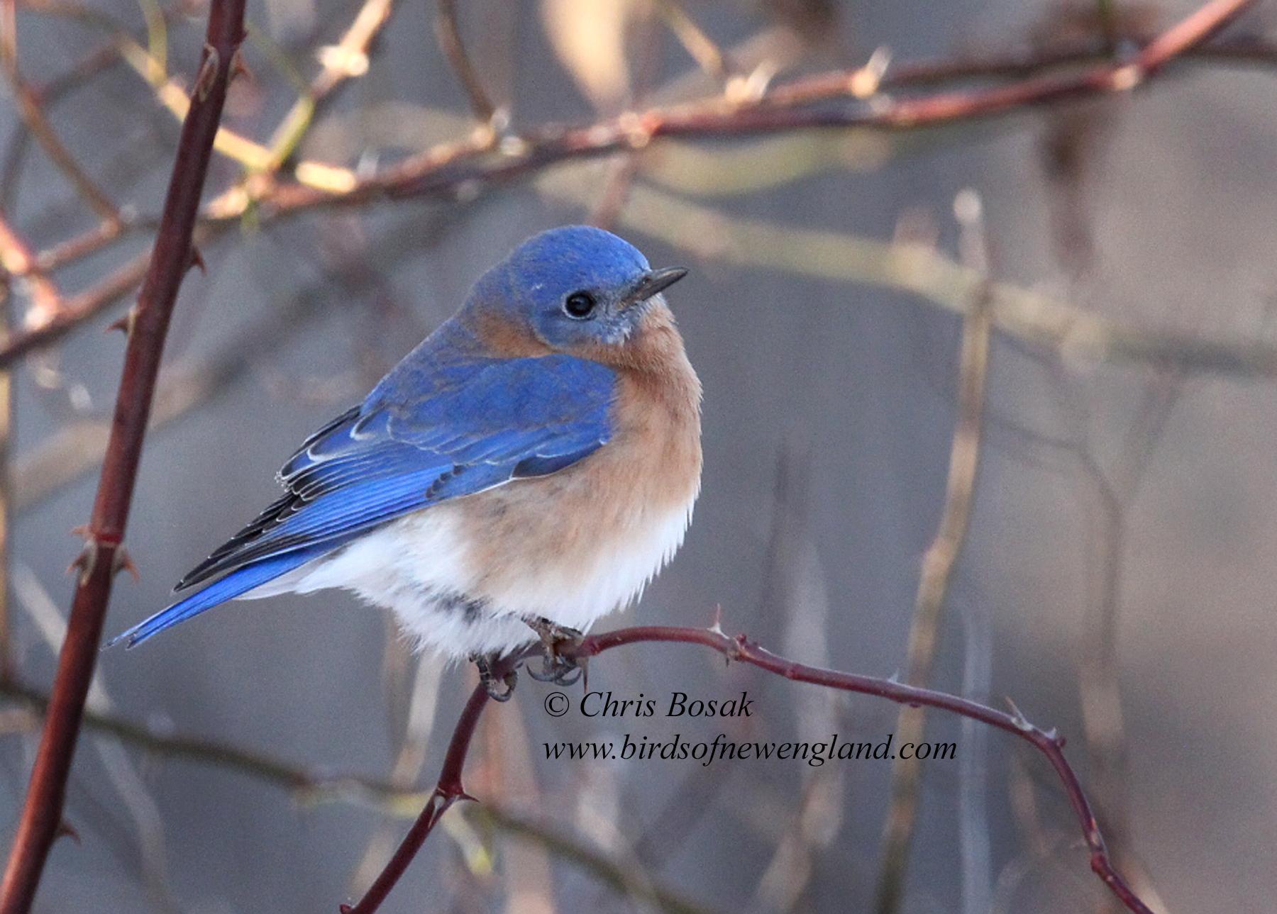 1800x1289 A few more bluebird photo. Birds of New