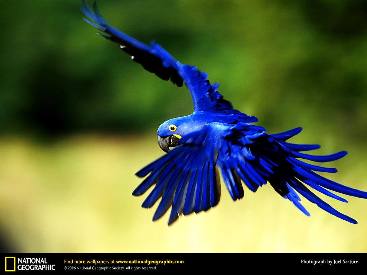 1200x900 Bird, Macaw, Animals background image. FREE Best image