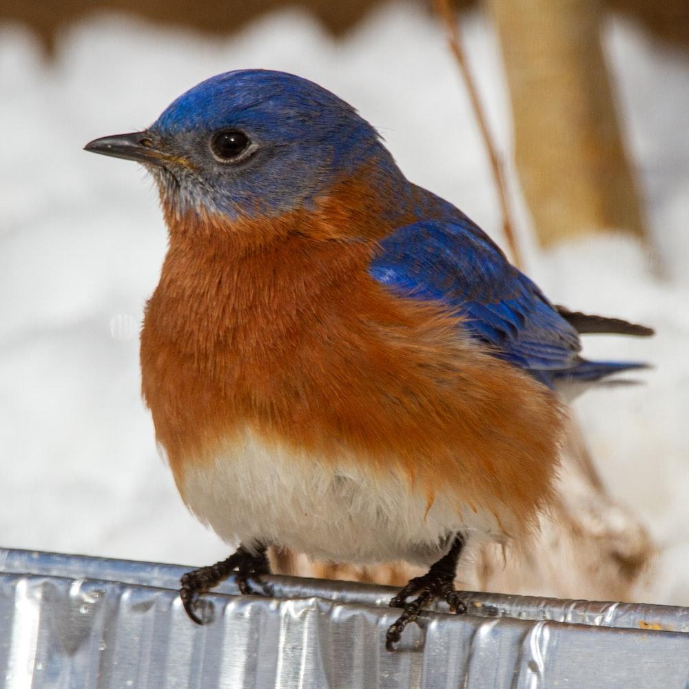 1000x1000 Eastern Bluebird Picture. Download Free Image