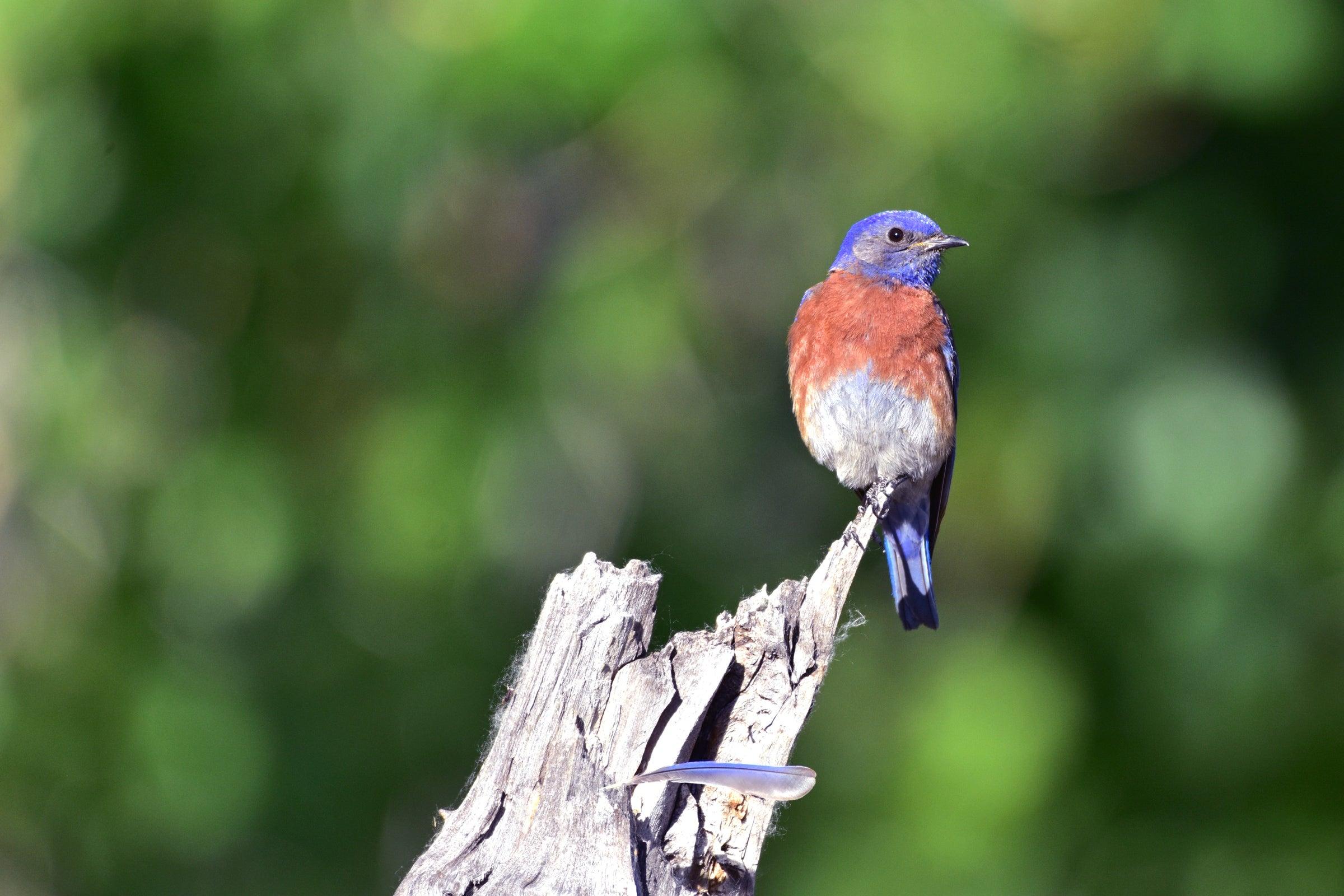 2400x1600 Western Bluebird. Audubon Field Guide