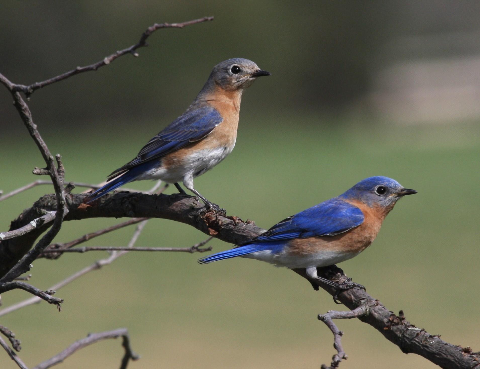 1909x1468 Eastern bluebird