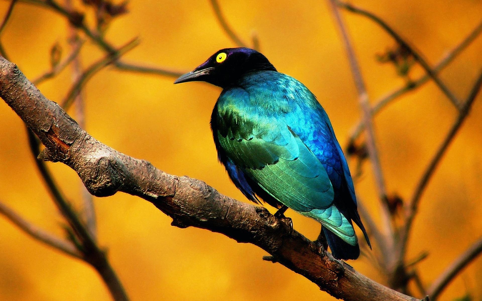 1920x1200 Wallpaper 4k Blue Bird Wallpaper