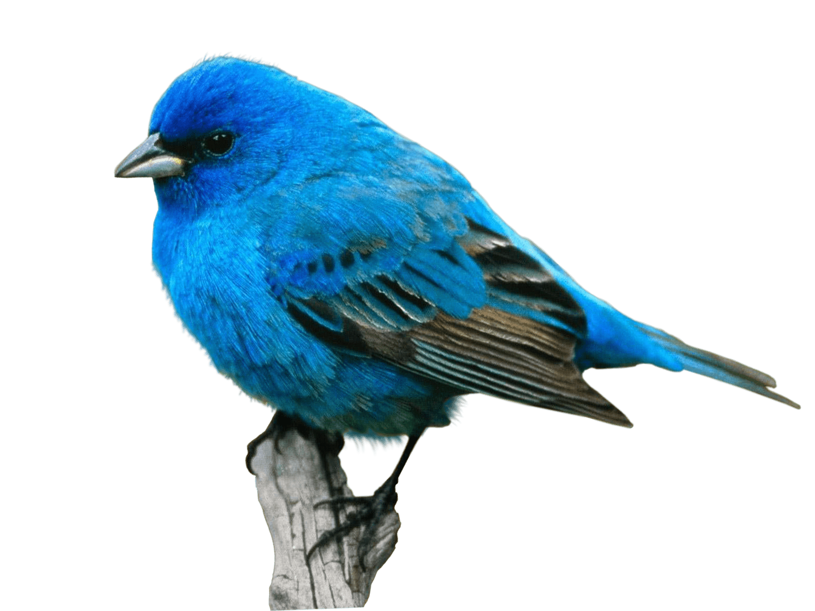 1600x1200 Bird Food Crane Desktop Wallpaper Eastern bluebird png download*1200 Transparent Bird png Download
