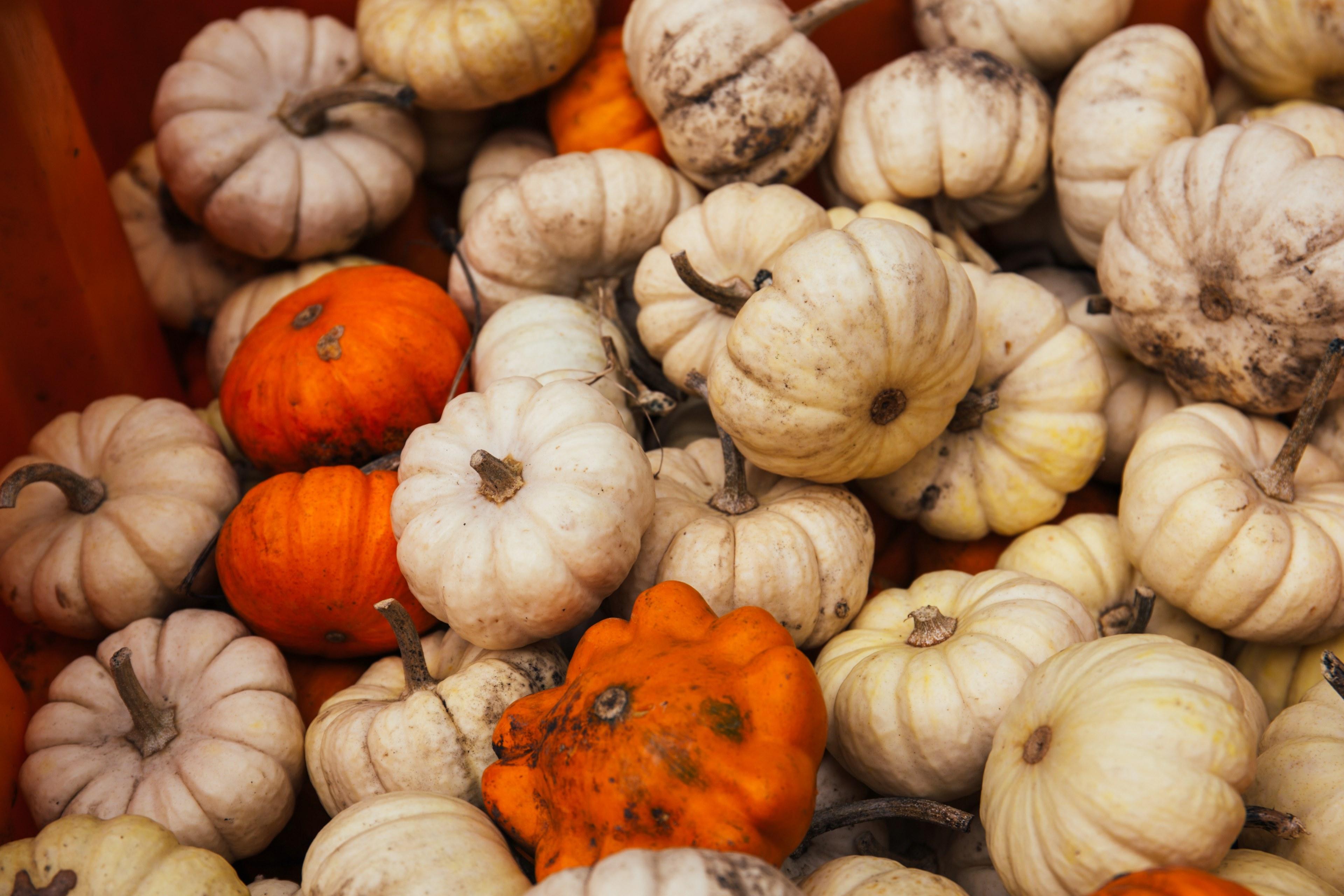 3840x2560 Wallpaper / farmer market autumn fall and pumpkin patch HD 4k wallpaper free download