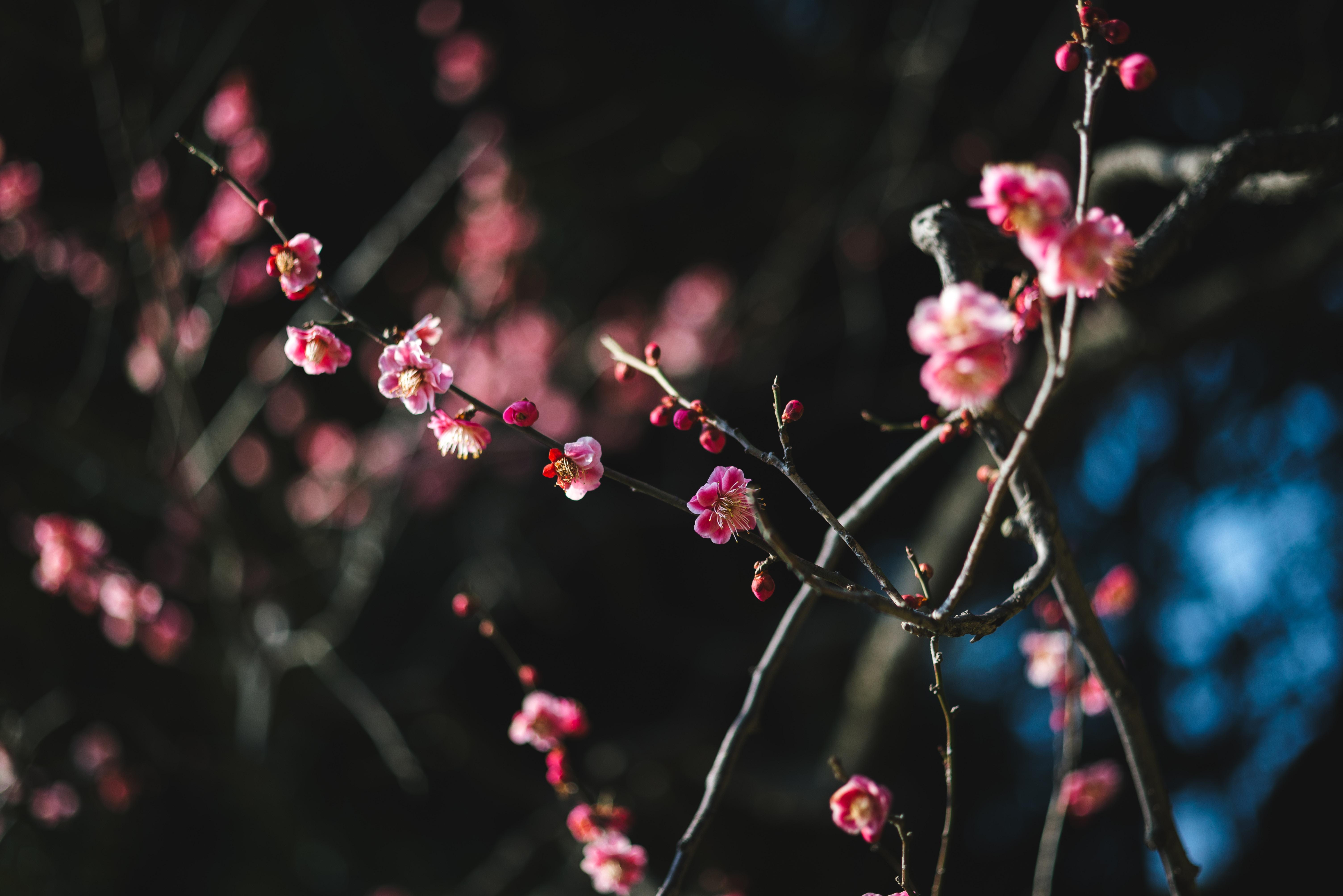 6016x4016 6016x4016 pink flower, plum, japaneseplum, wallpaper, plant, tree, red, flower, zen, garden, pink, Free , depth of field, red flower, nature, japanese plum, redplum, dark background, outdoors, ume