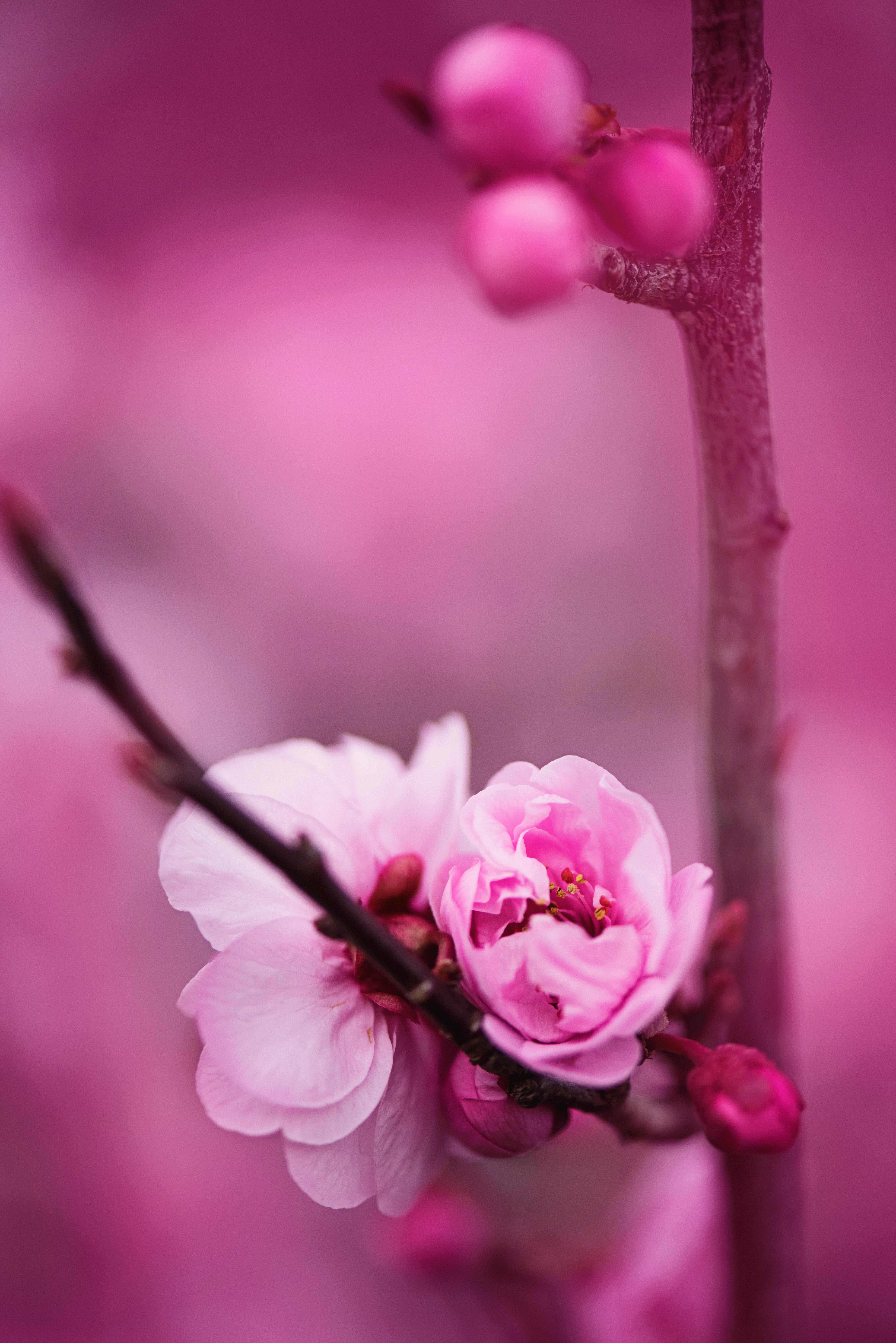 4912x7360 Cherry Blossom Photo, Download Free Cherry Blossom & HD Image