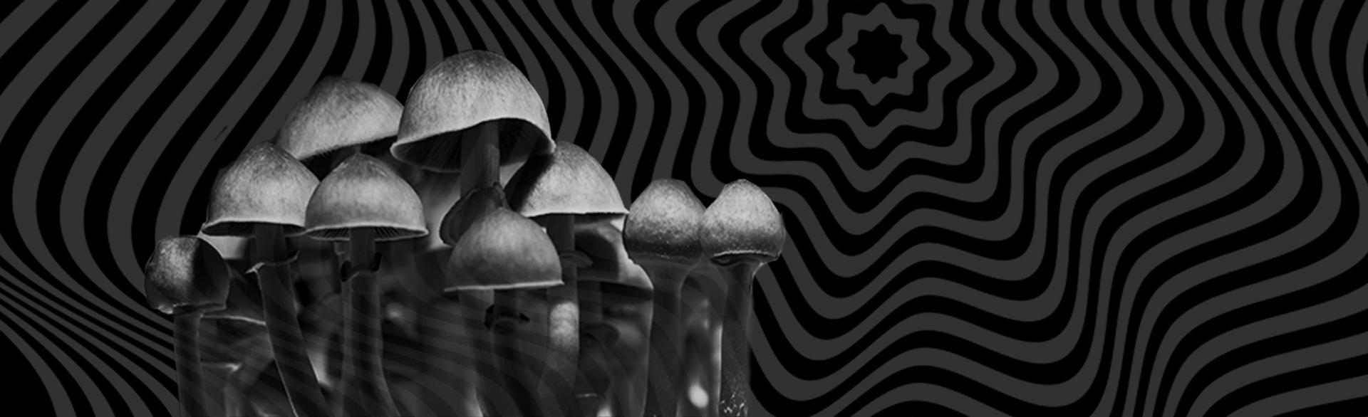 1920x586 This Is Your Brain On Mushrooms: How Does Psychedelic Assisted Therapy Work?