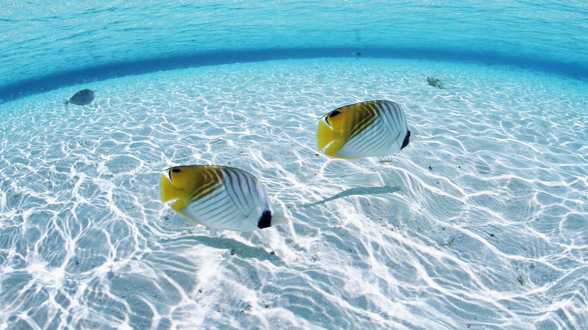 1920x1080 Download wallpaper 1920x1080 fish, butterfly, couple, sea, shallow water, bottom full hd, hdtv, fhd, 1080p HD background