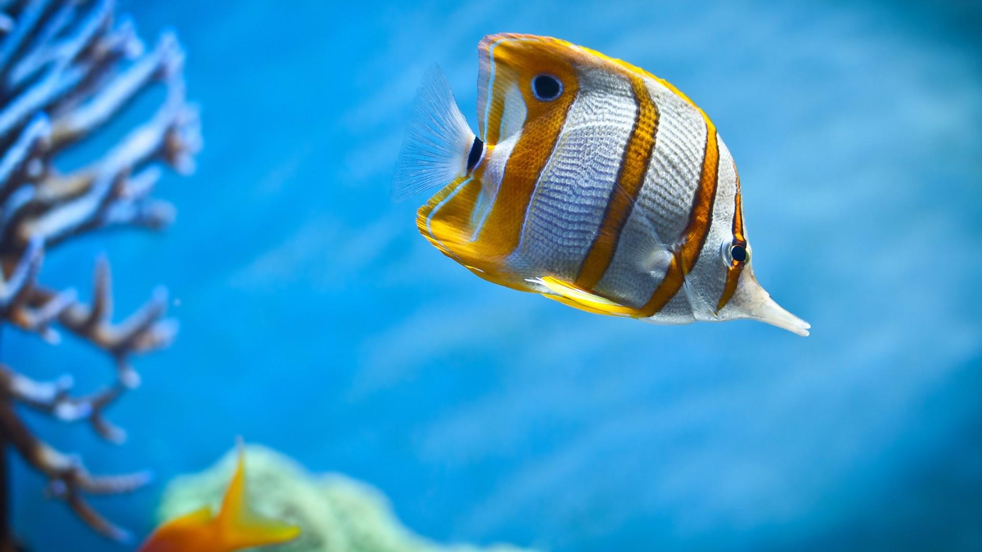 1920x1080 animals, sea, water, fish, yellow, blue, wildlife, underwater, coral, biology, computer wallpaper, close up, macro photography, marine biology, pomacentridae Gallery HD Wallpaper