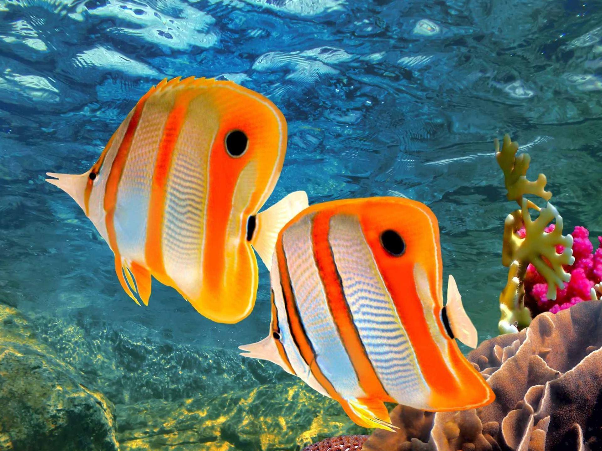 1920x1440 Orange Fish Under Sea Desktop Wallpaper