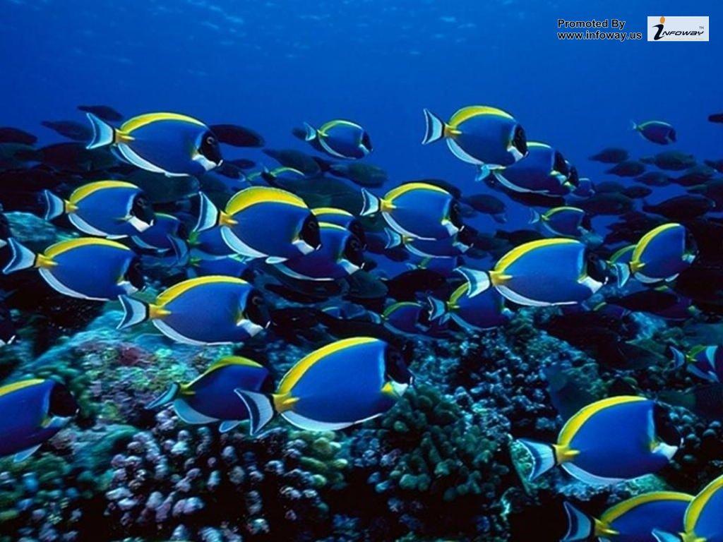 1024x768 Blue Ocean Wallpaper with Fish