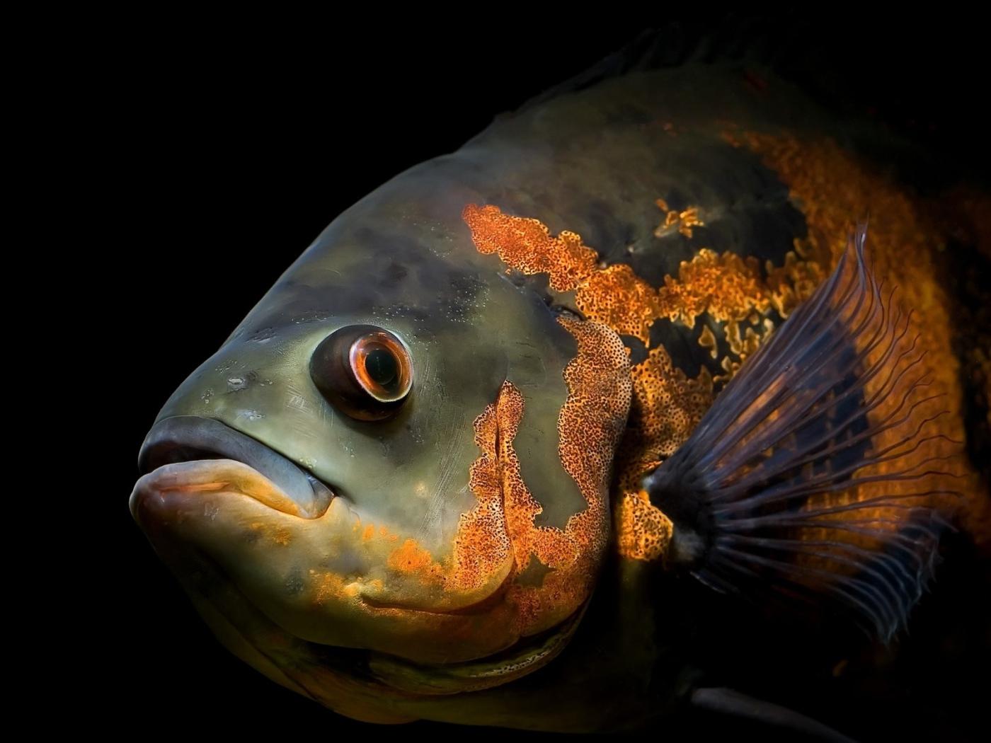 1400x1050 Deep sea fish Desktop wallpaper 1400x1050