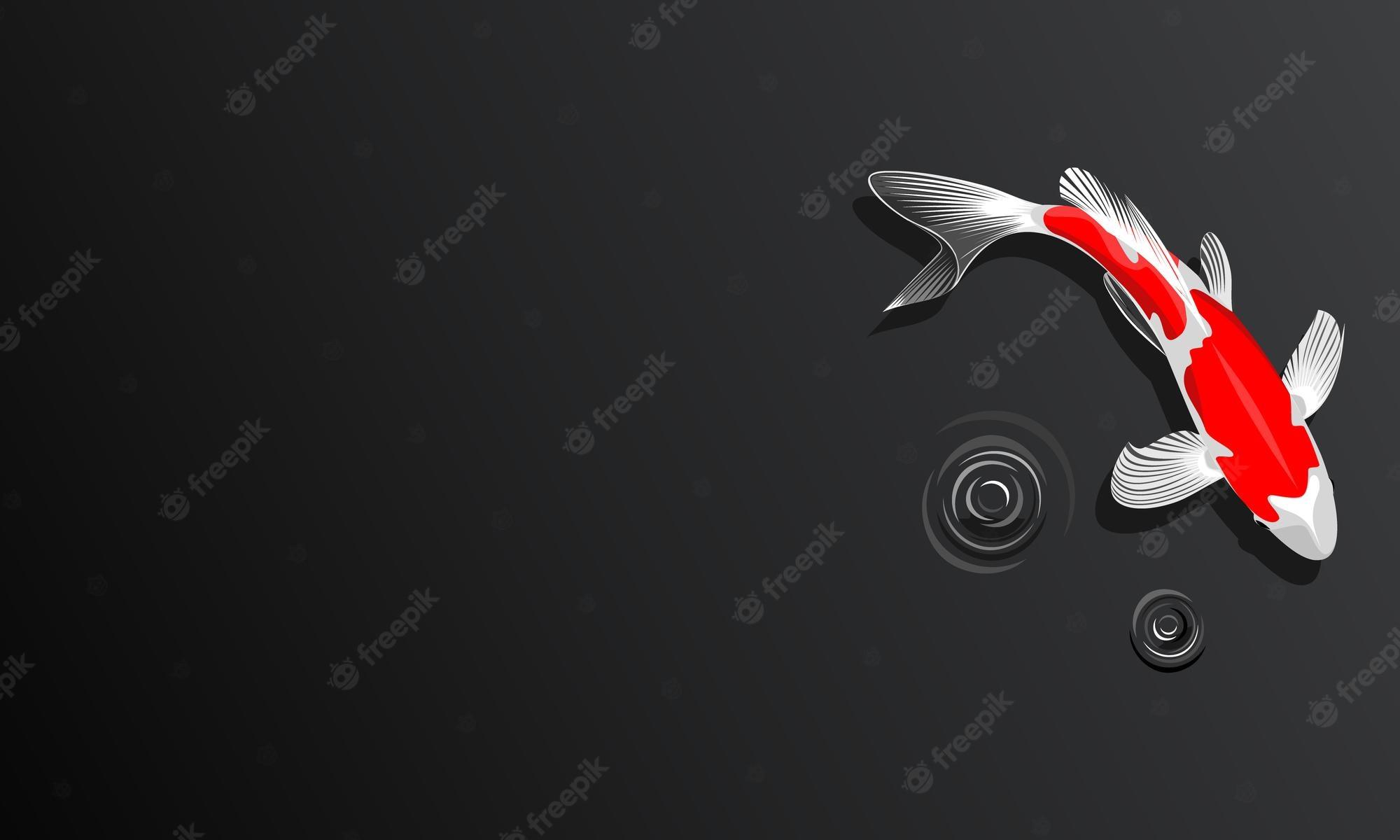 2000x1200 Premium Vector. Koi fish wallpaper design kohaku type koi fish with water splash
