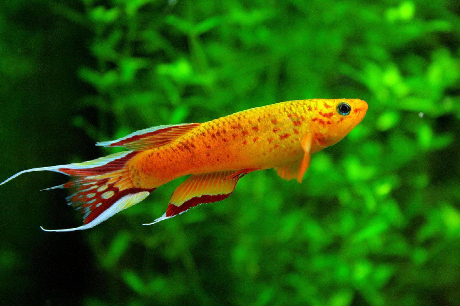 1596x1063 Download Cool Orange Fish Wallpaper
