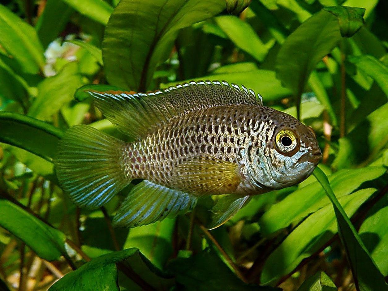 1254x941 Freshwater Fish Wallpaper
