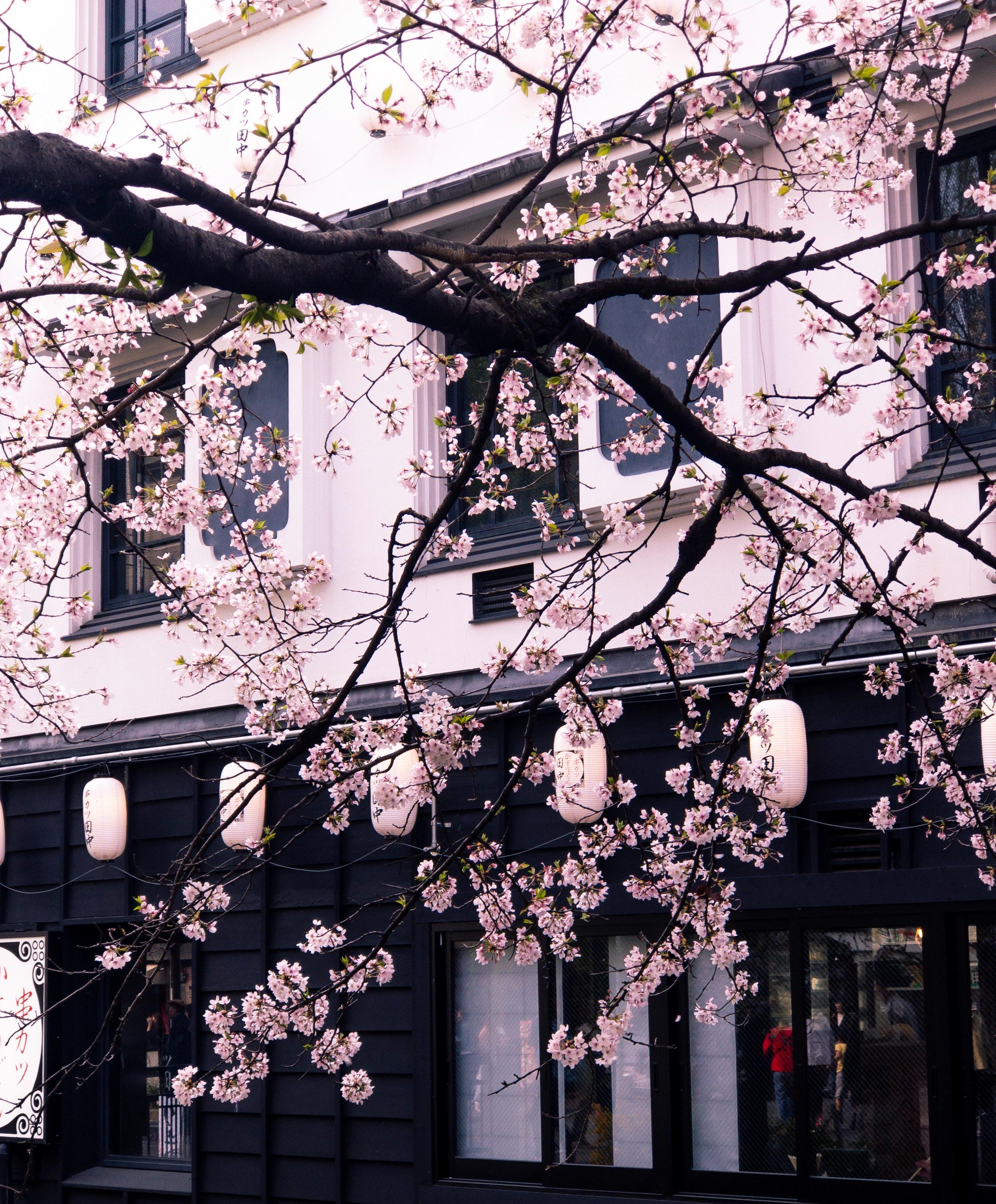 2912x3517 Cherry Blossom Photo, Download The BEST Free Cherry Blossom & HD Image